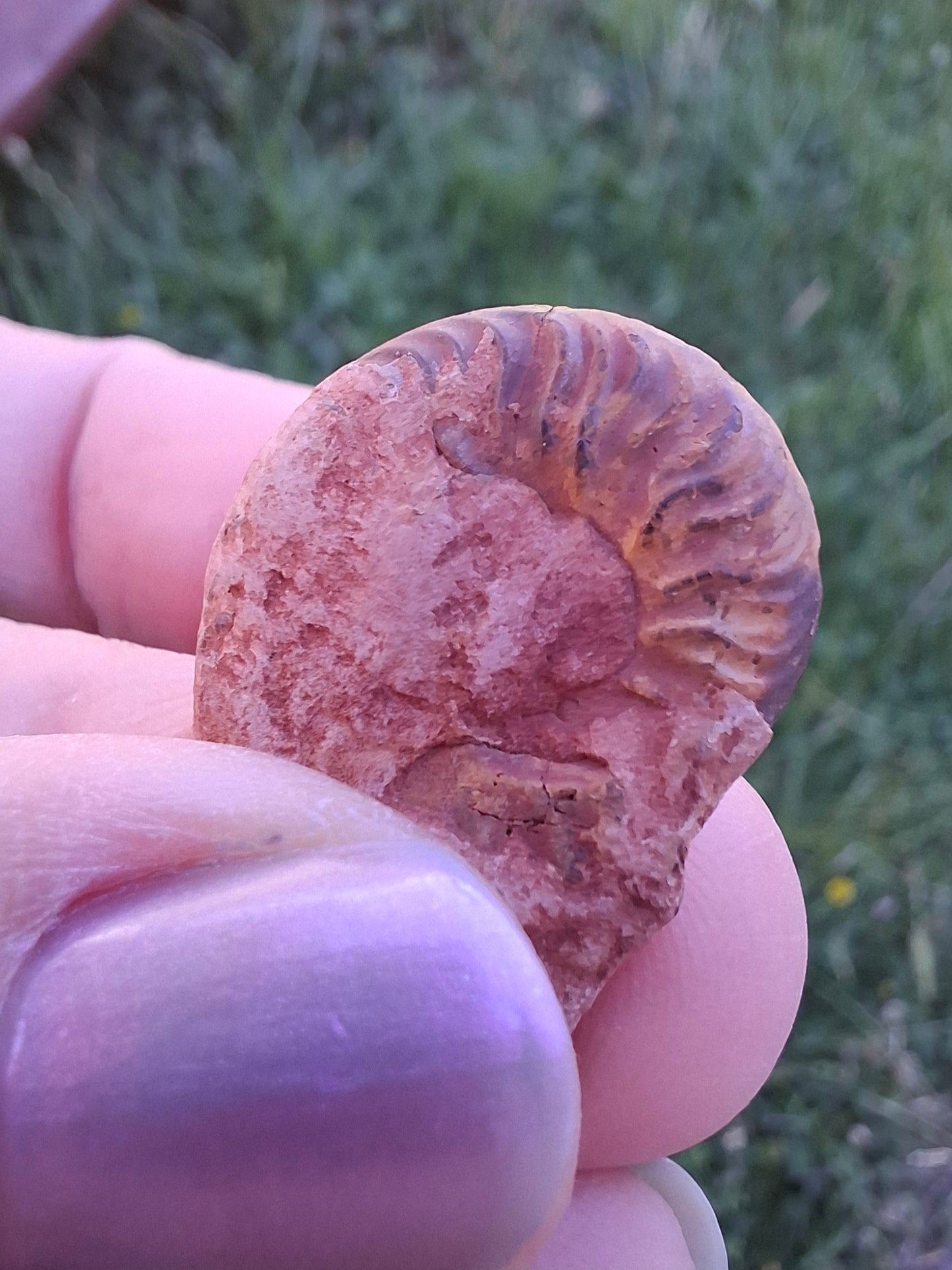 Small Haematite Ammonite HALF, 2.24g, Fossil (Ref: MA10)