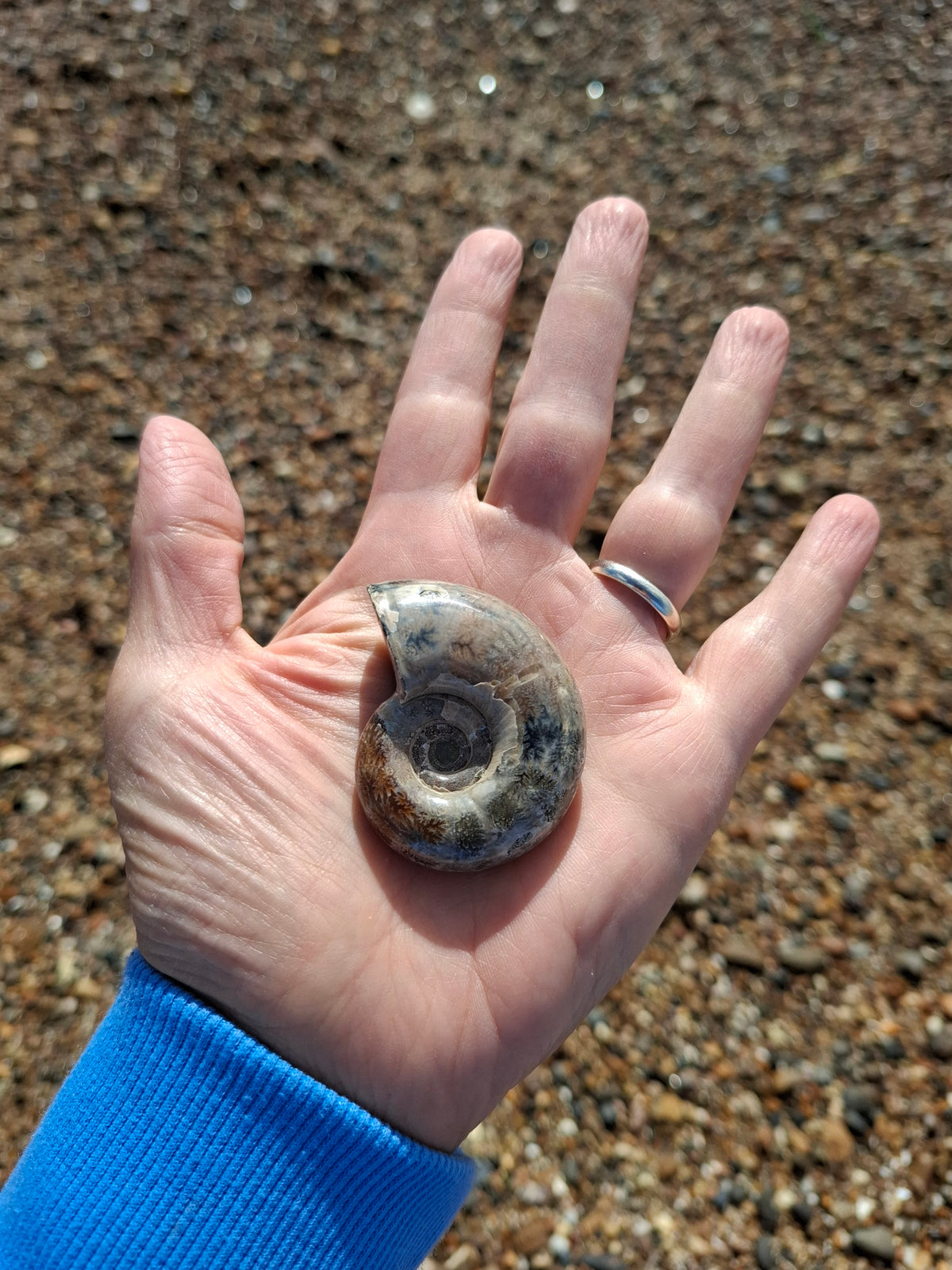 Polished Ammonite, Fossil (Ref: AMM1)