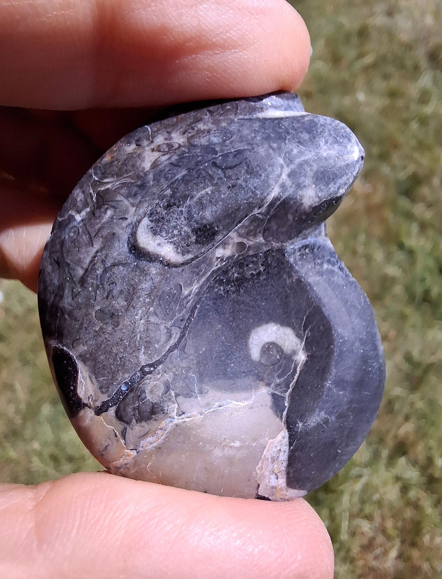 Goniatite, Fossil (Ref: GA9)