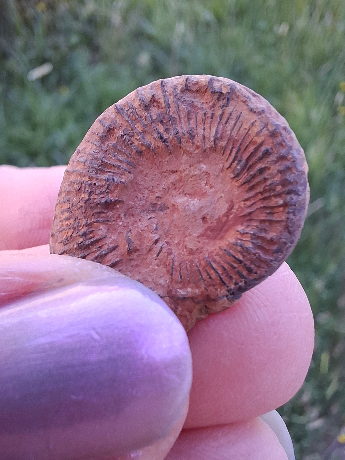 Small Haematite Ammonite HALF, 1.78g, Fossil (Ref: MA4)