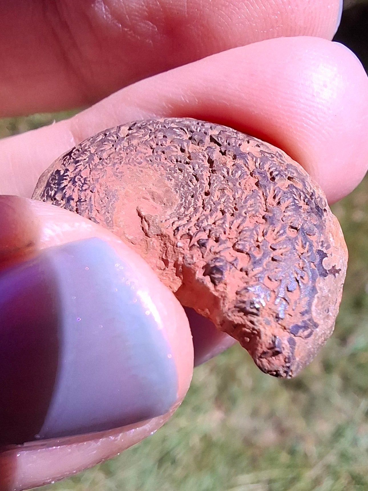 Small Haematite Ammonite HALF, 2.55g, Fossil (Ref: MA8)