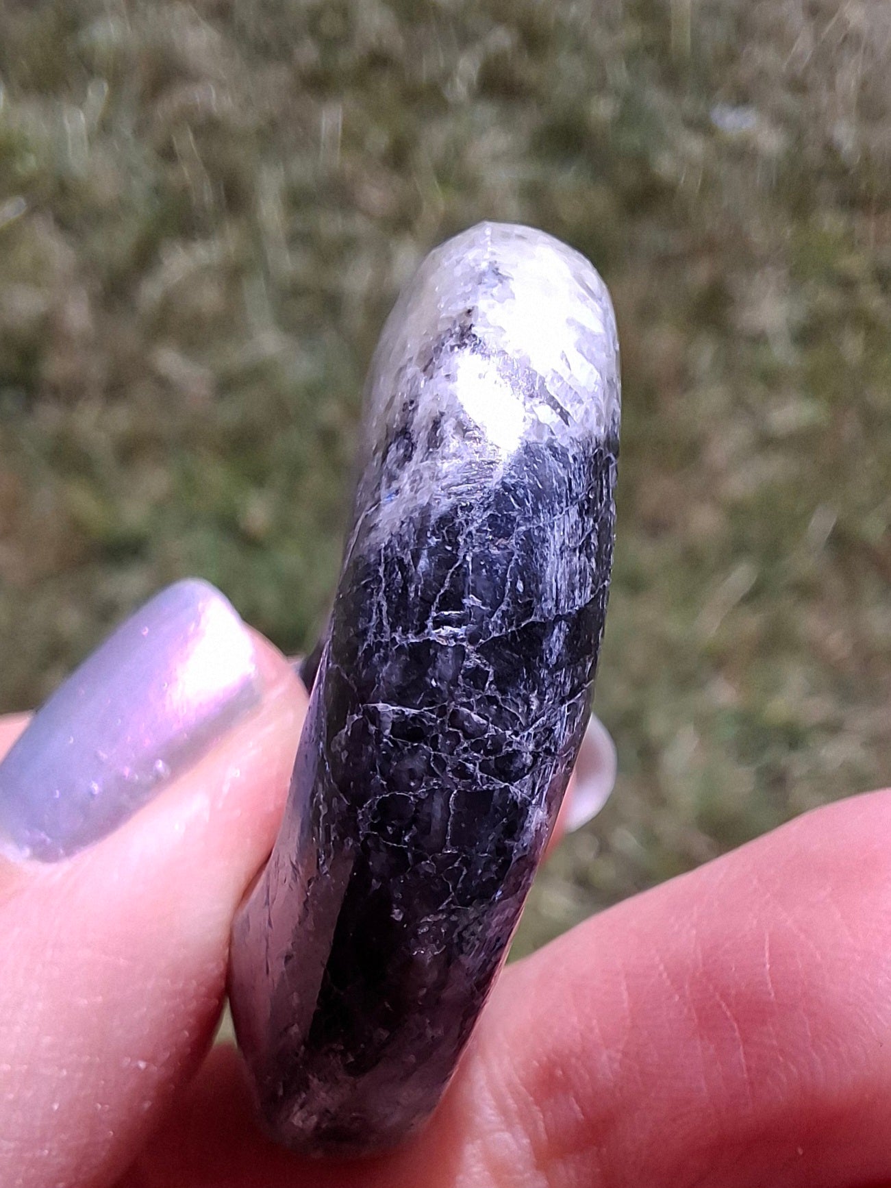 Goniatite, Fossil (Ref: GA3)