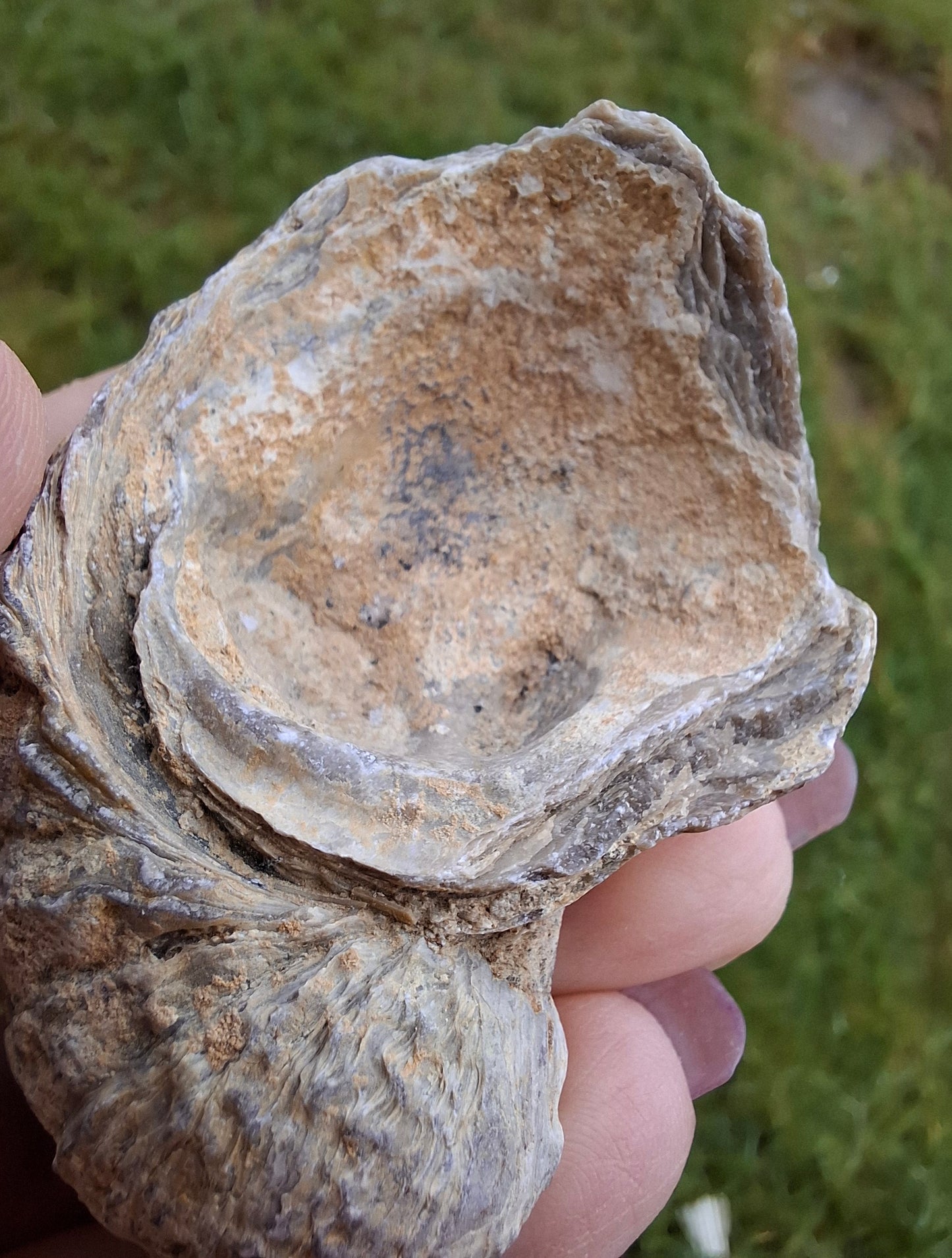 Gryphaea (Devil's Toenail), 57.53g, Fossil (Ref: G2)