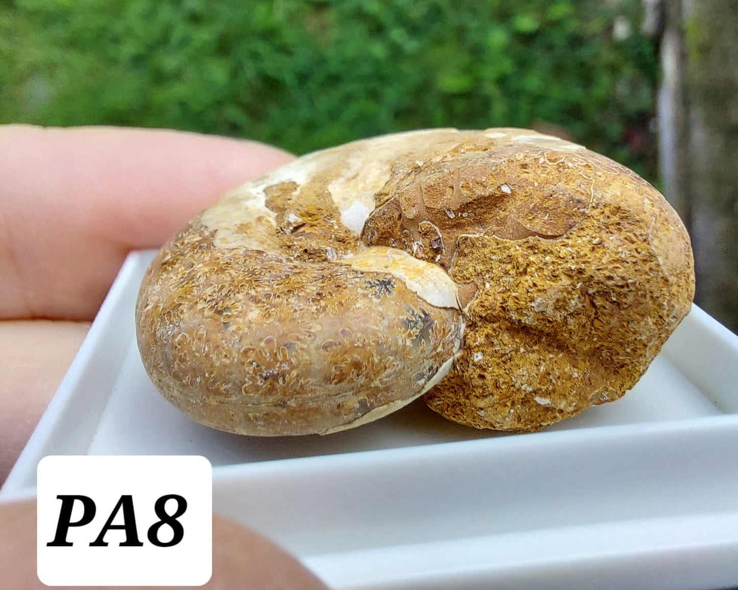 Phylloceras Ammonite, Fossil (Ref: PA8)