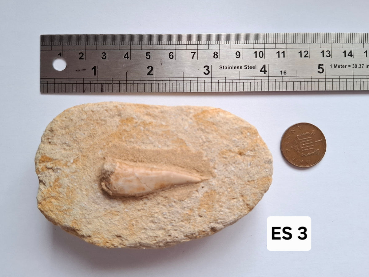 Enchodus Sabre Tooth, Fossil (Ref: ES3)
