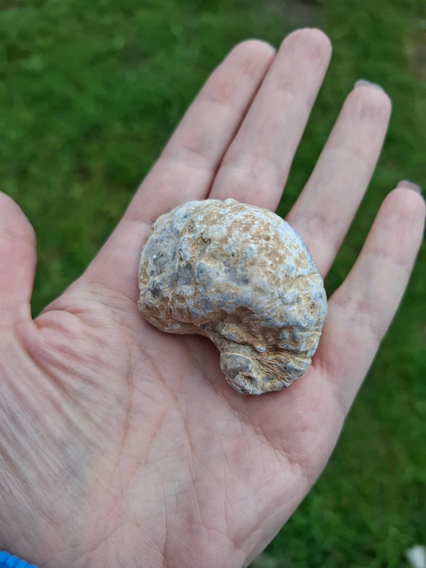 Gryphaea (Devil's Toenail), 57.53g, Fossil (Ref: G2)