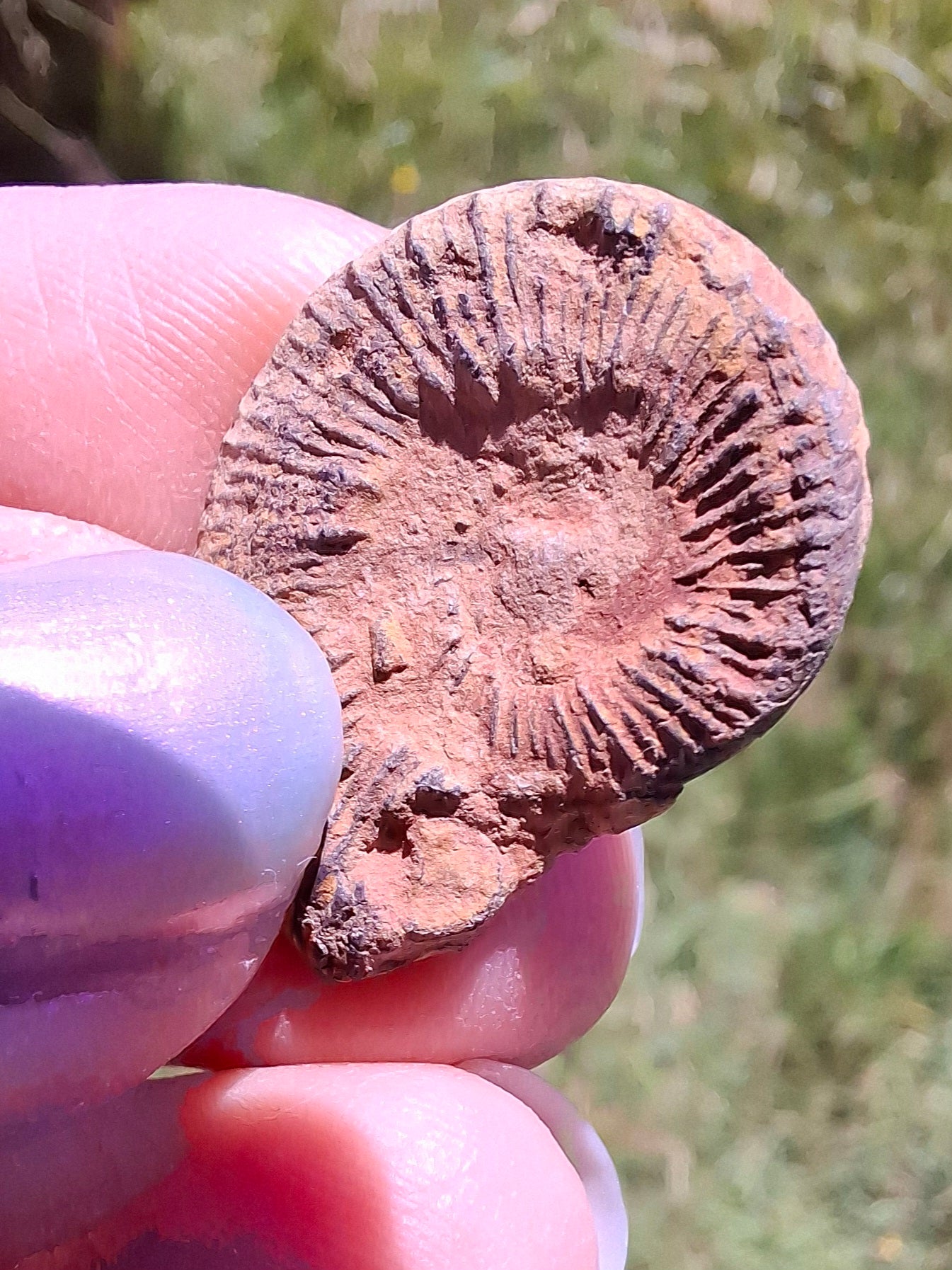 Small Haematite Ammonite HALF, 1.78g, Fossil (Ref: MA4)