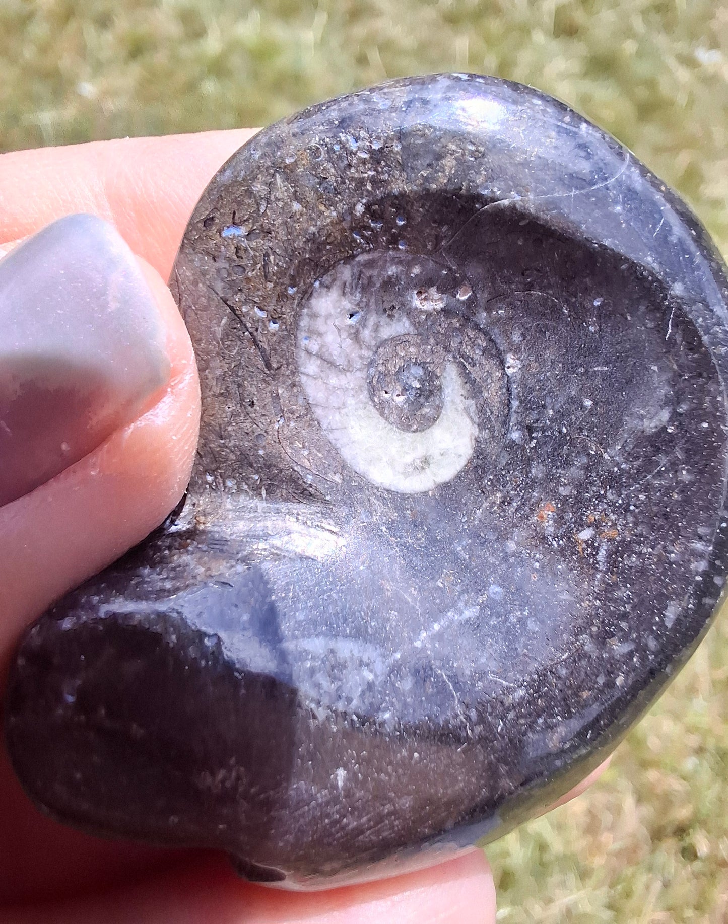 Goniatite, Fossil (Ref: GA8)