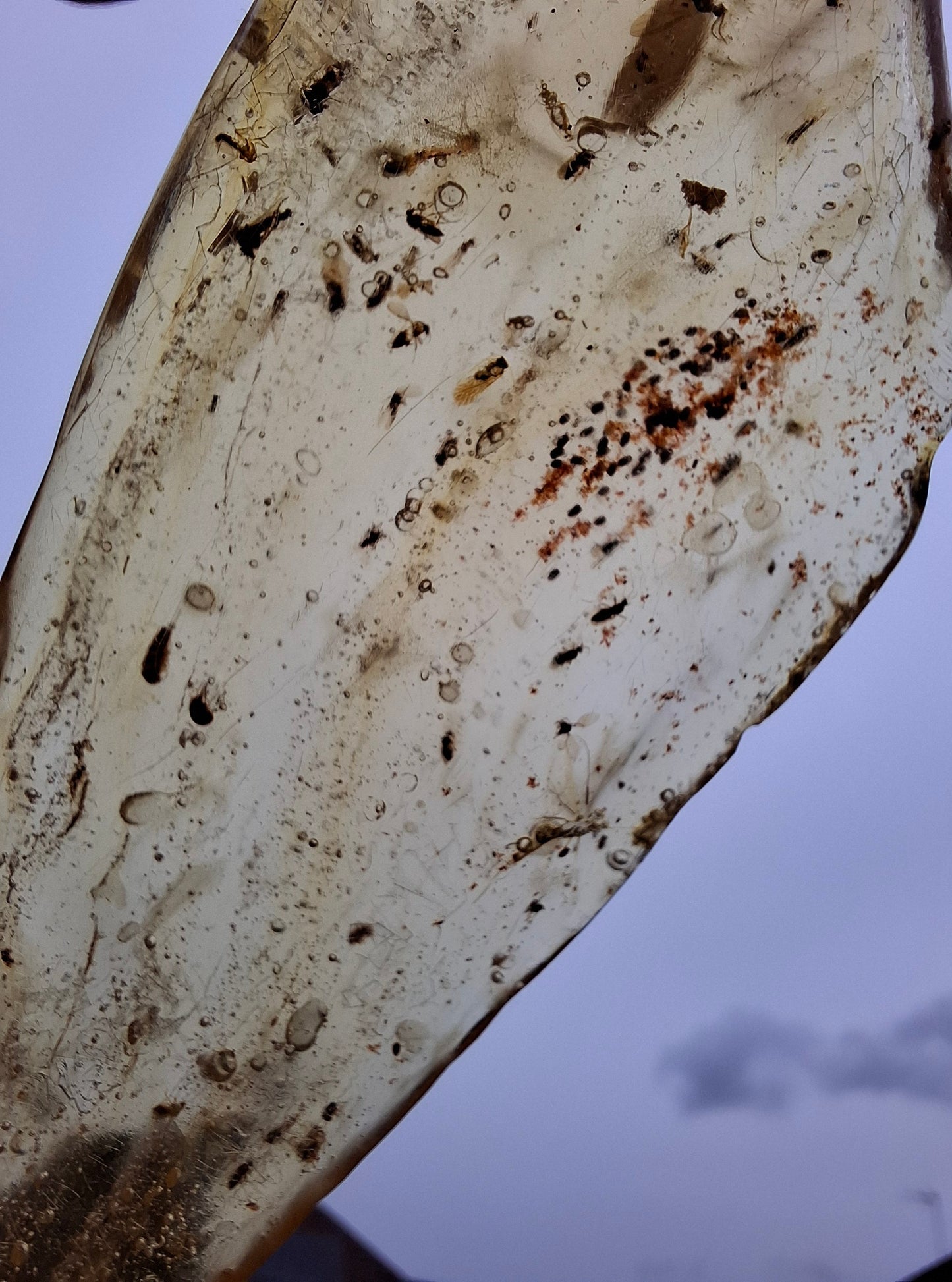 Copal Young Amber with INSECTS inside, 28.43g, Fossil (Ref: CA10)