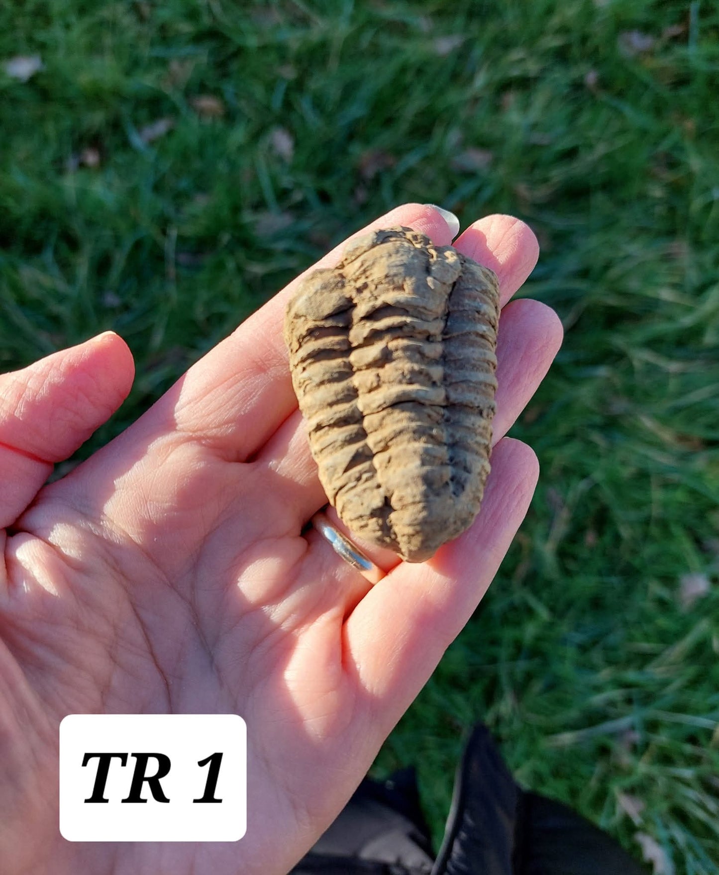 Trilobite (Flexicalymene), 47.00g, Fossil (Ref: TR1)