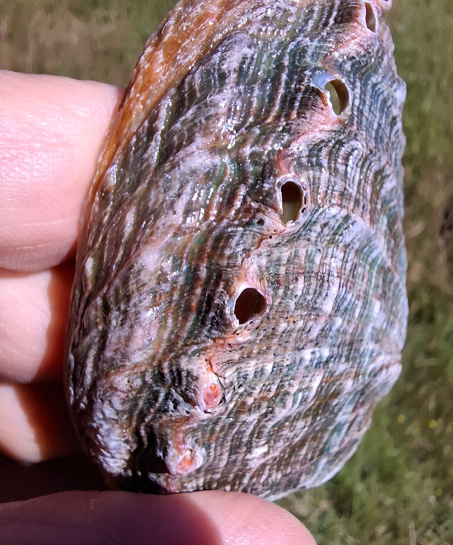 Abalone Shell, (Ref: SH1)