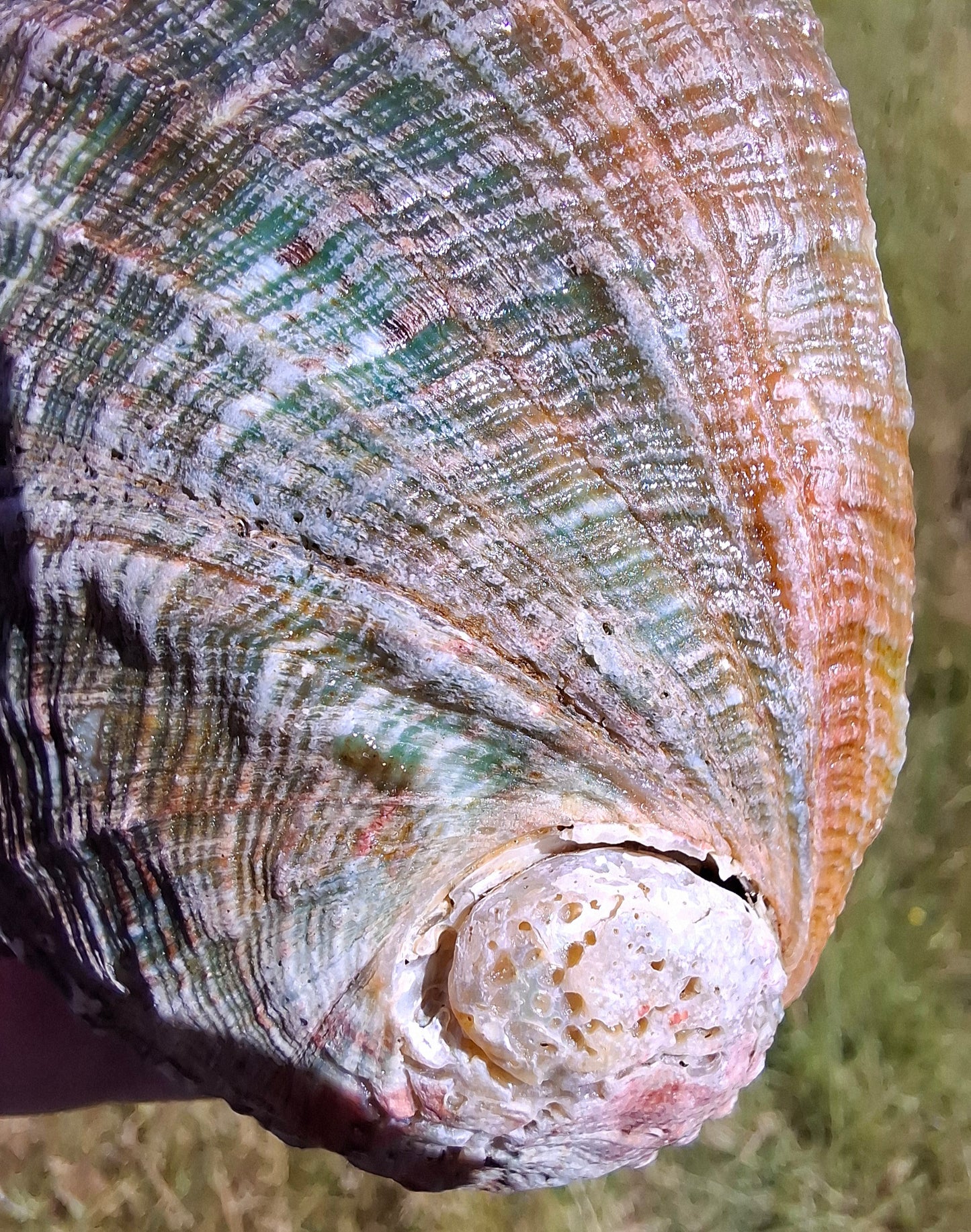 Abalone Shell, (Ref: SH1)
