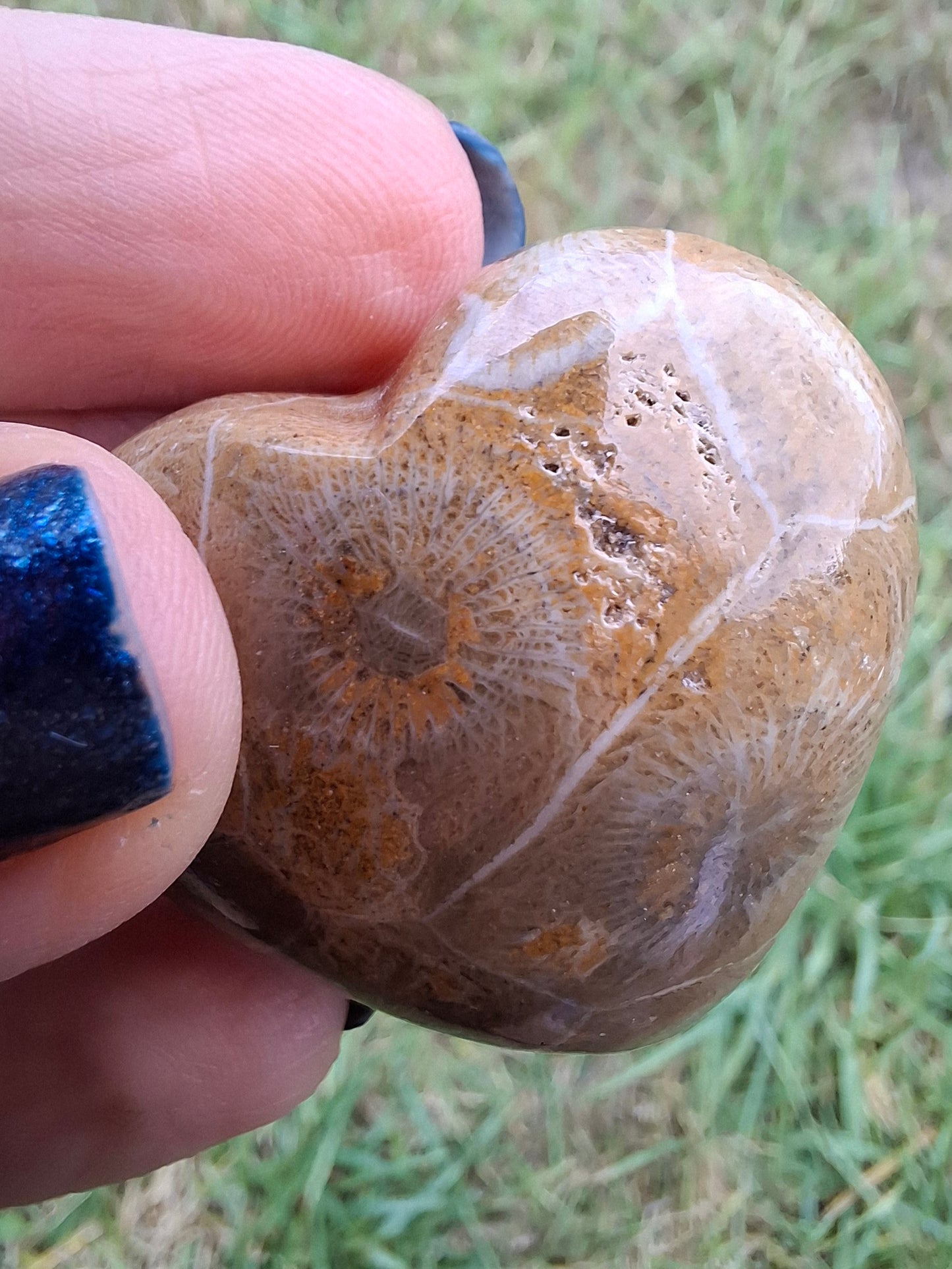Fossil Coral Heart (Ref: CoH3)