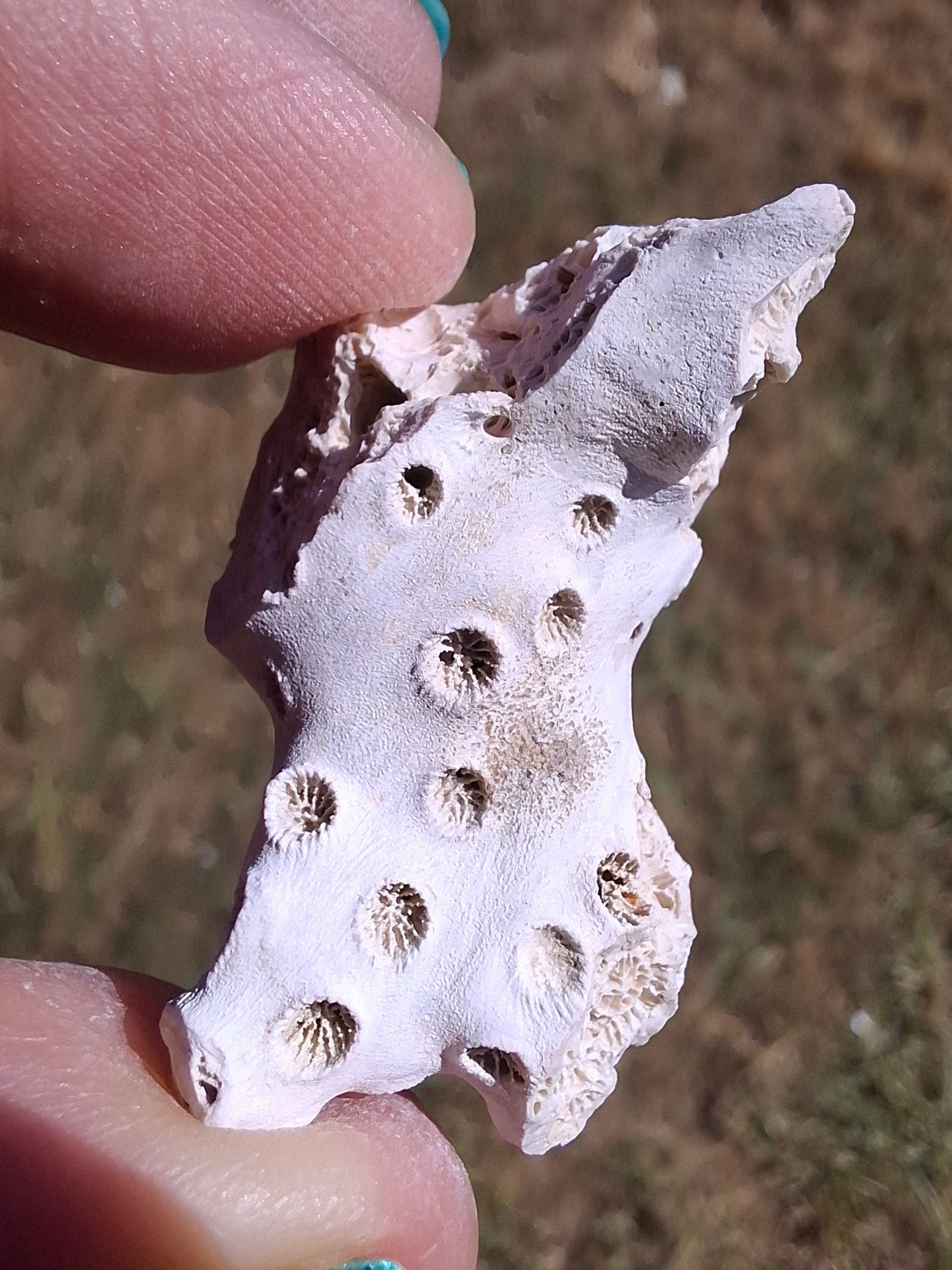 Fossil Coral, (Ref: FC4)
