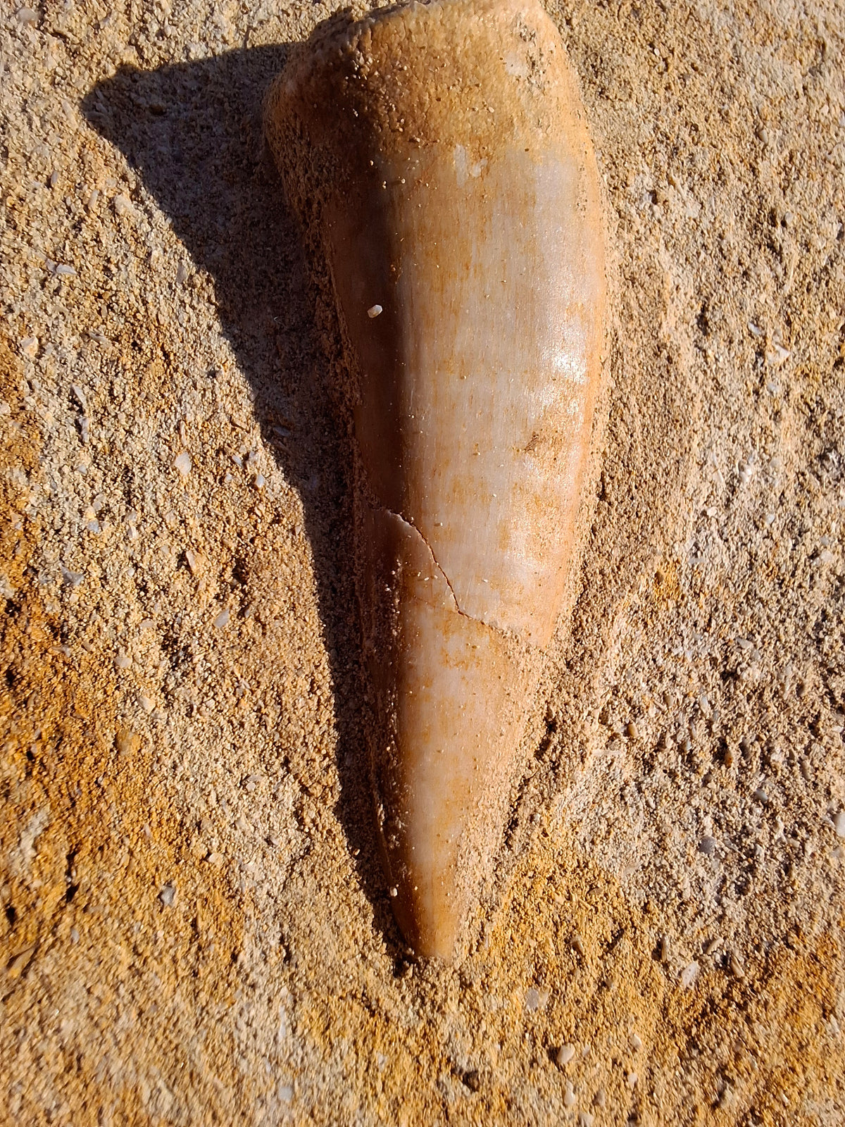 Enchodus Sabre Tooth, Fossil (Ref: ES1)