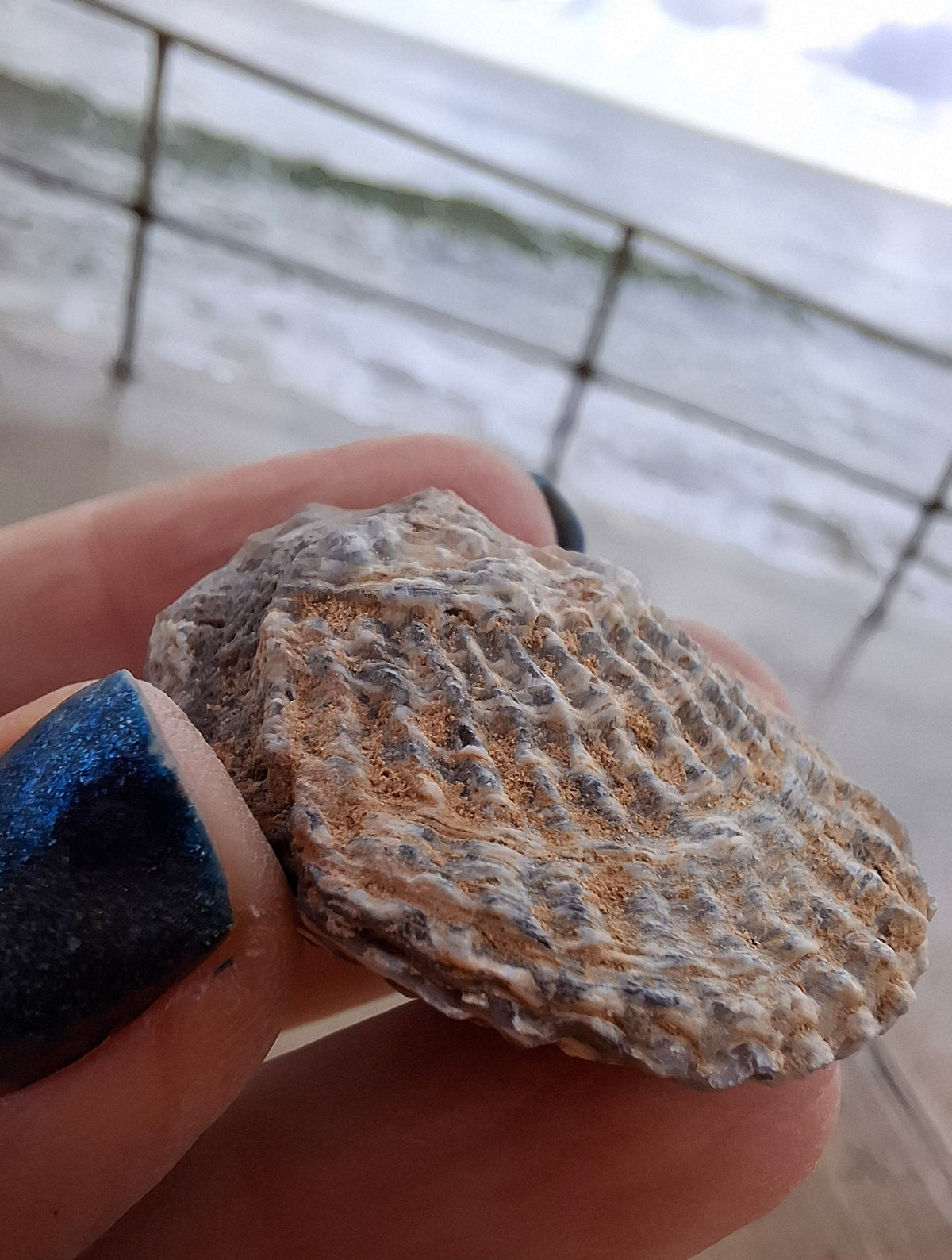 Chalcedony Oyster, Fossil (Ref: FO10)