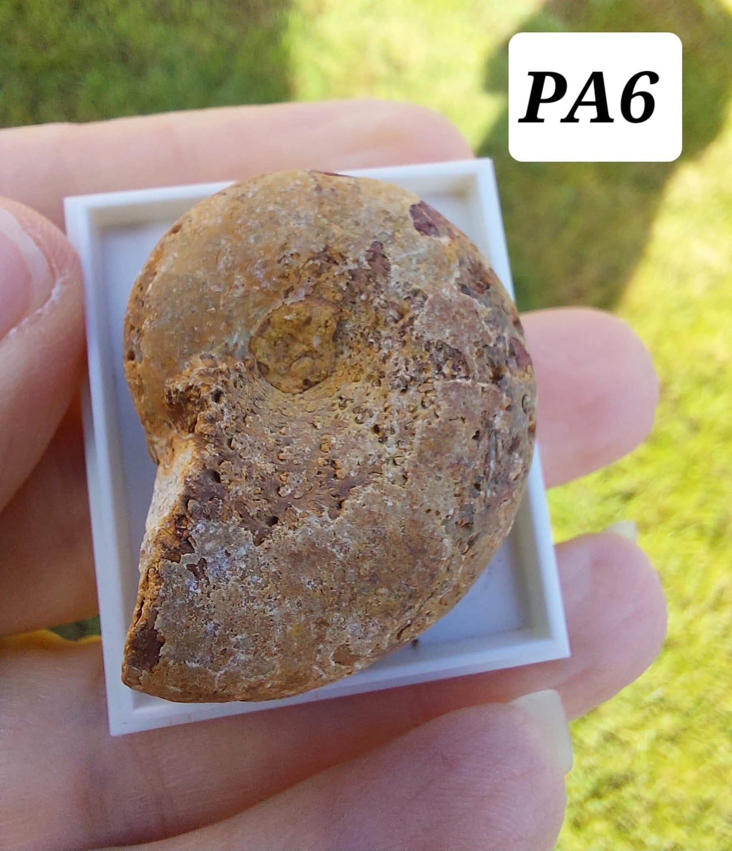 Phylloceras Ammonite, Fossil (Ref: PA6)