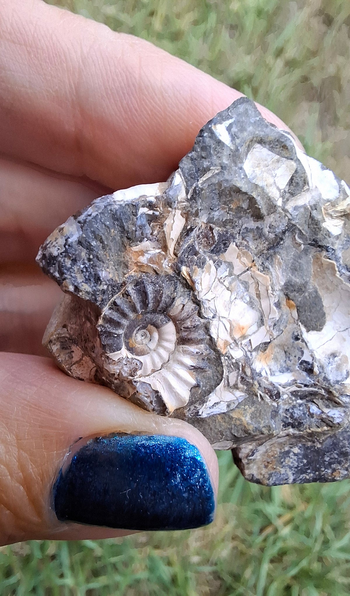 Ammonite Cluster, Fossil (Ref: ACL3)
