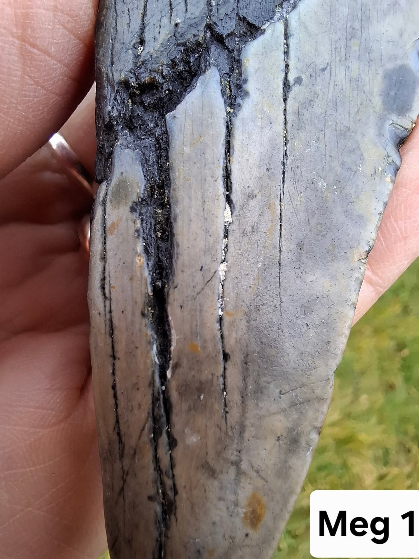Megalodon (partial) Shark Tooth, 109.68g, Fossil (Ref: Meg1)