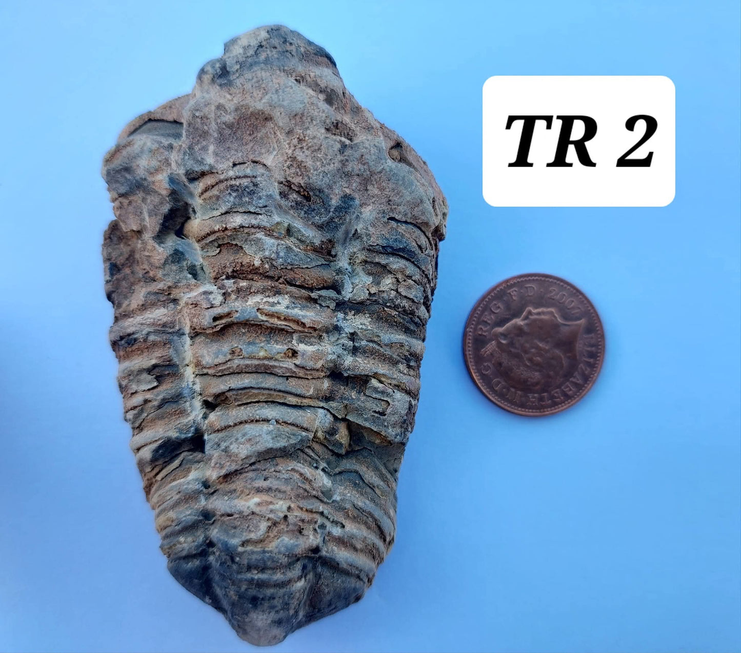 Trilobite (Flexicalymene), 62.33g, Fossil (Ref: TR2)