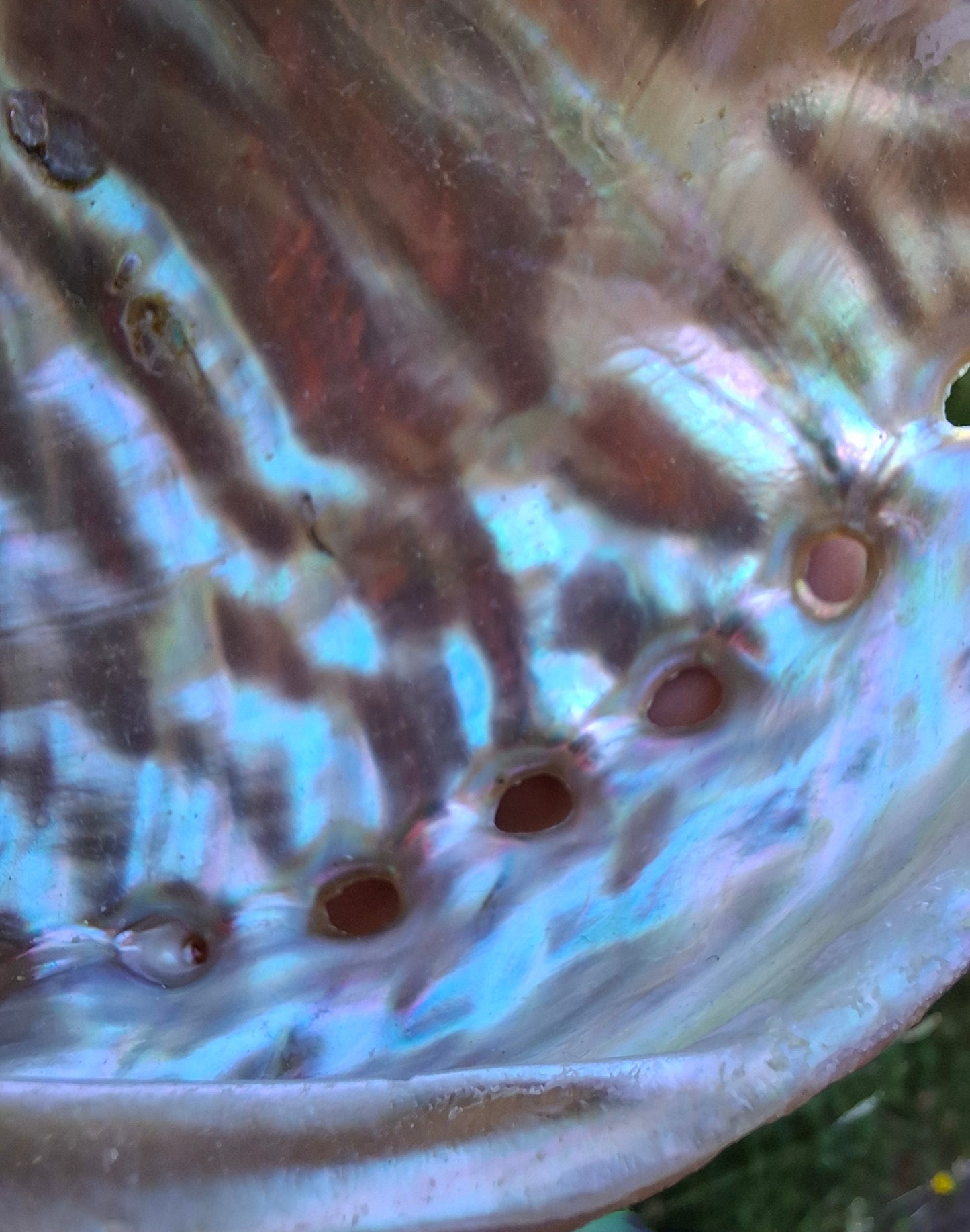 Abalone Shell, (Ref: SH3)