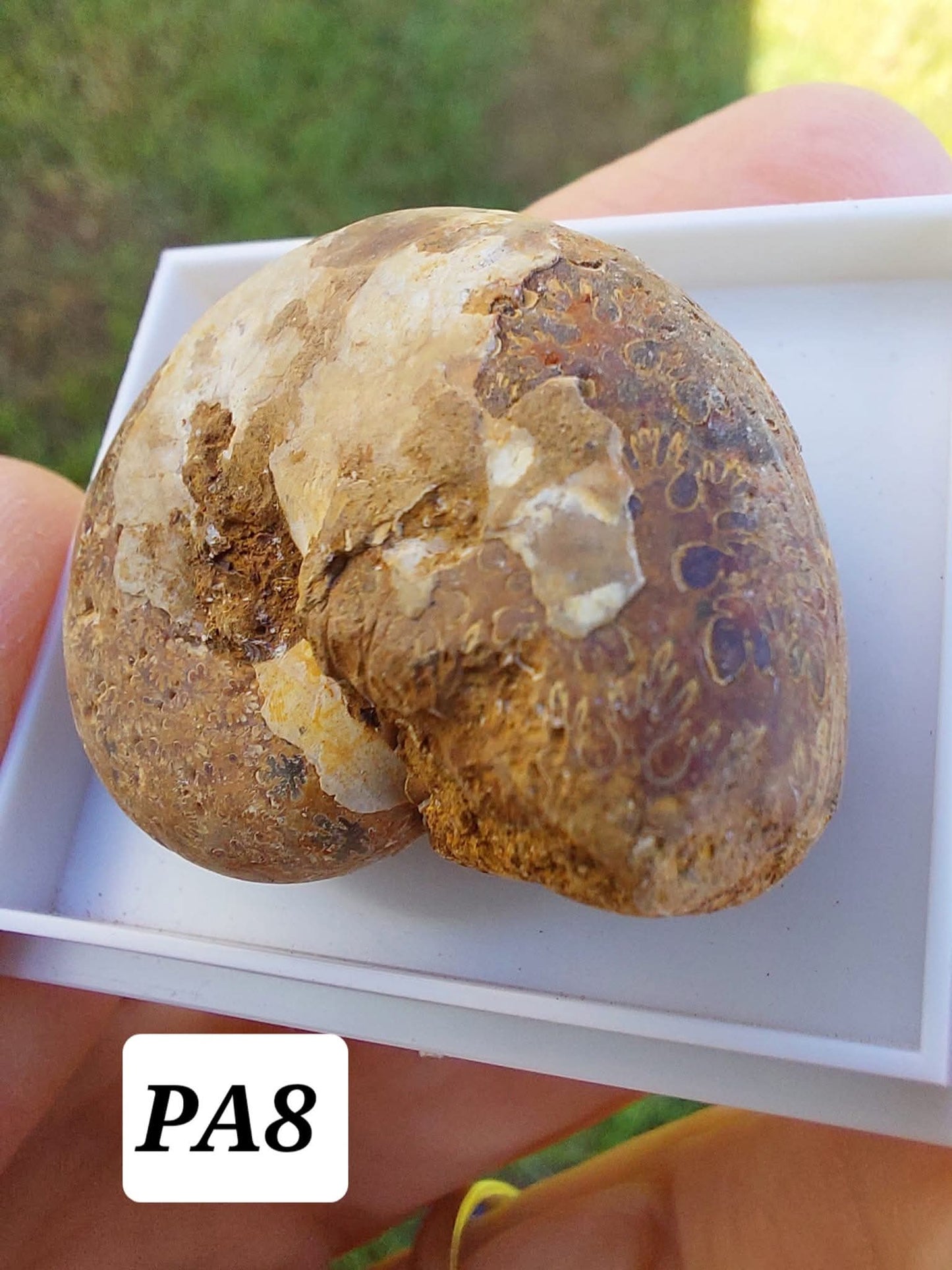 Phylloceras Ammonite, Fossil (Ref: PA8)