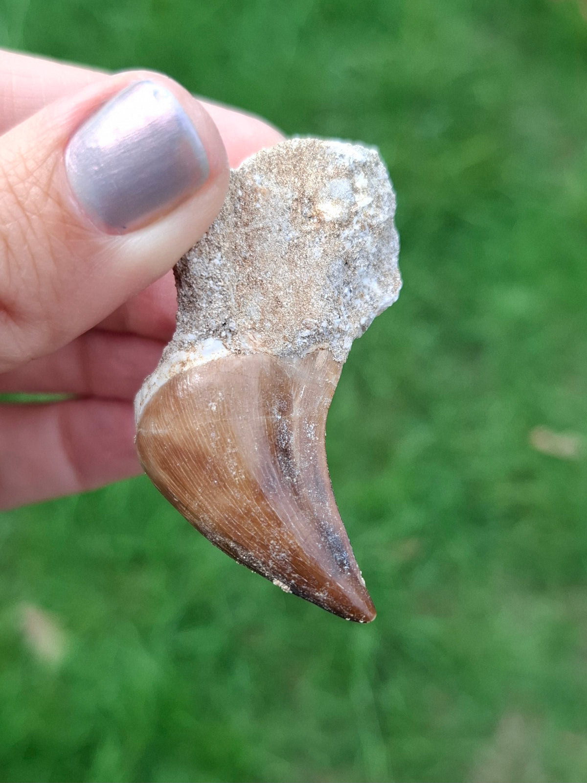 Mosasaurus Tooth with matrix, Fossil, (Ref: MTM1)
