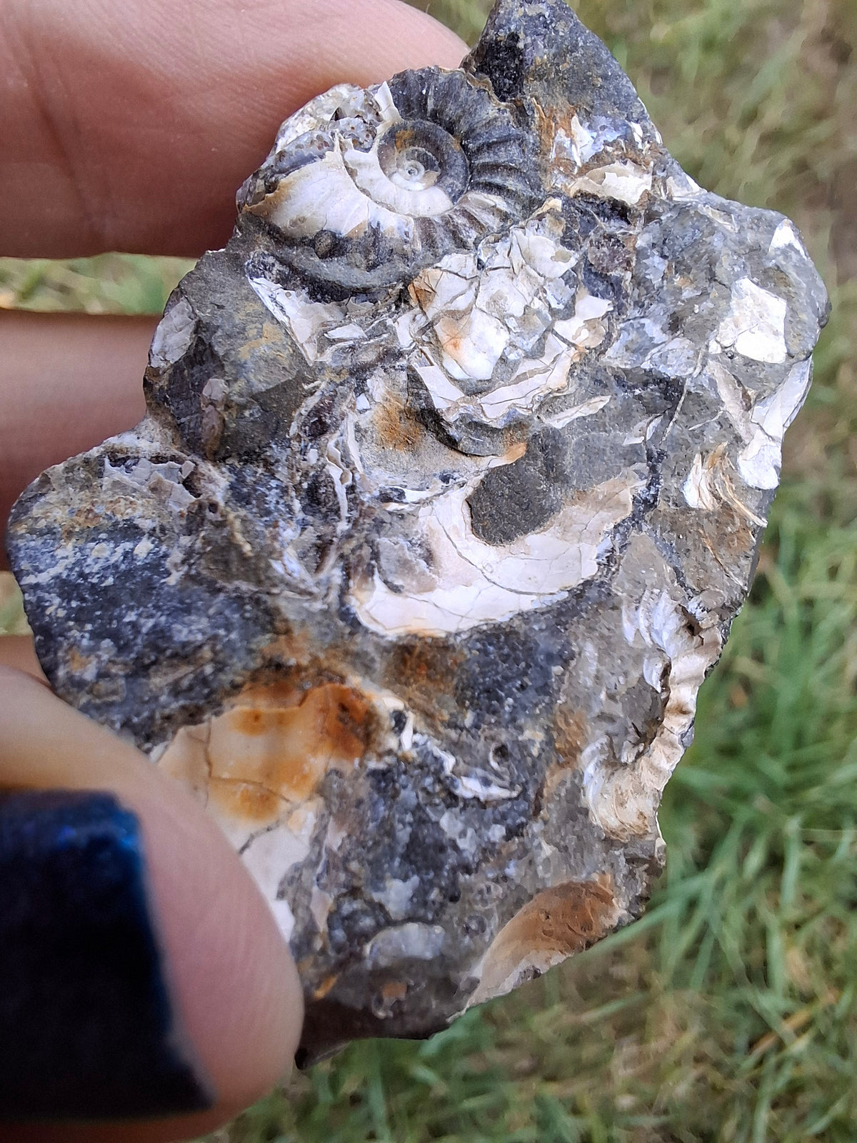 Ammonite Cluster, Fossil (Ref: ACL3)