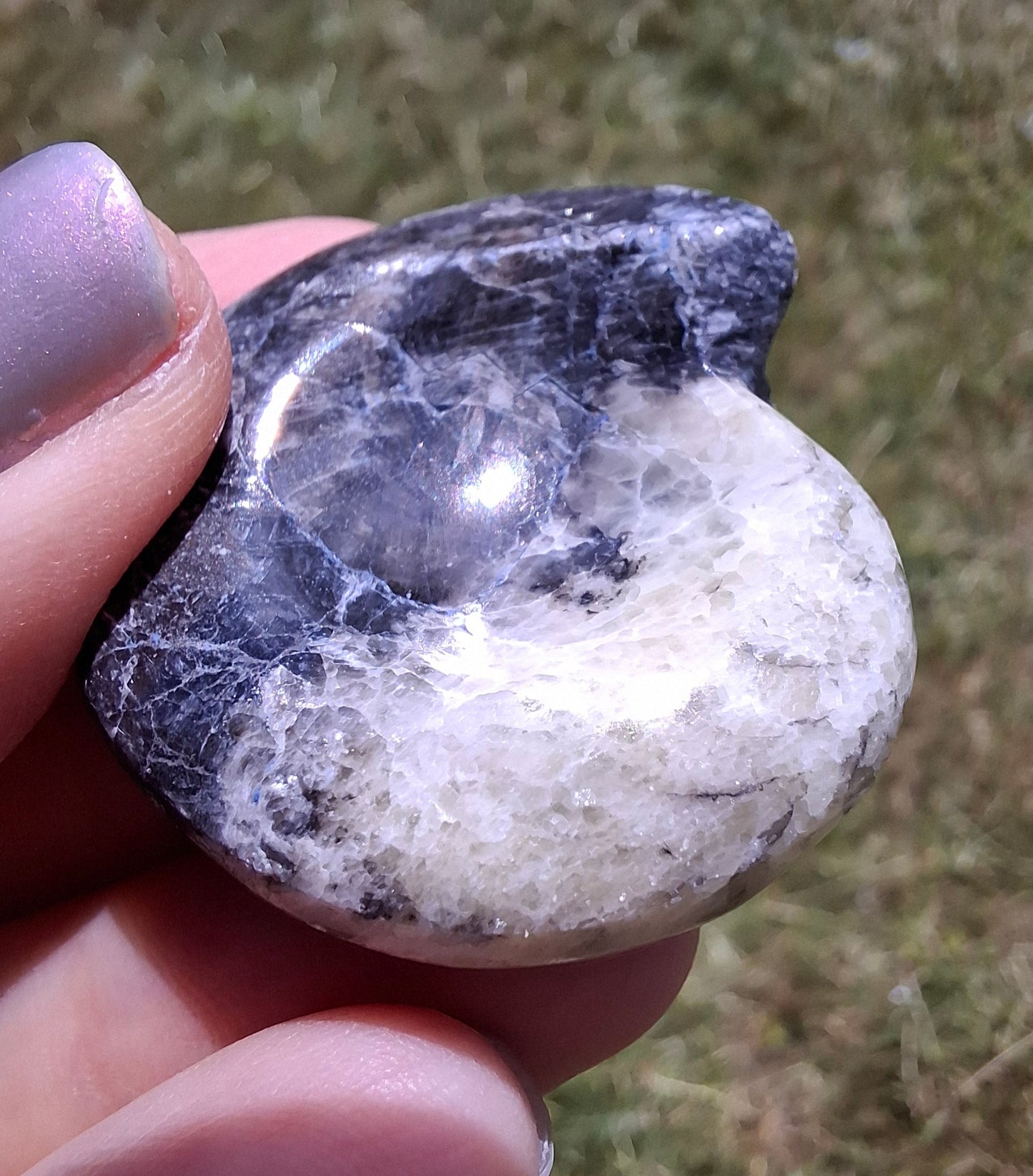 Goniatite, Fossil (Ref: GA3)