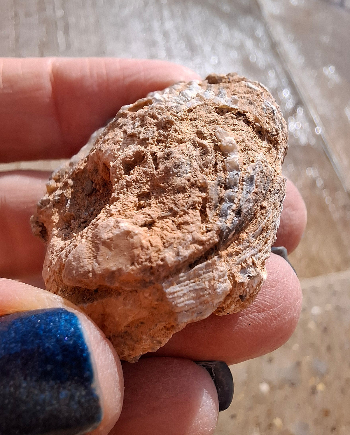 Chalcedony Oyster, Fossil (Ref: FO6)