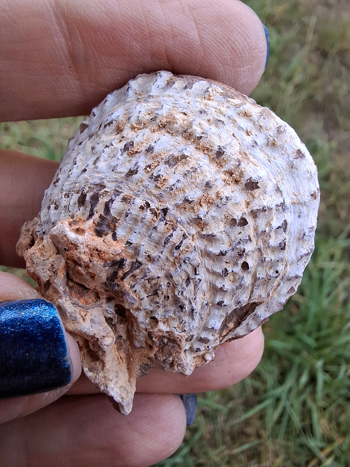 Chalcedony Oyster, Fossil (Ref: FO1)