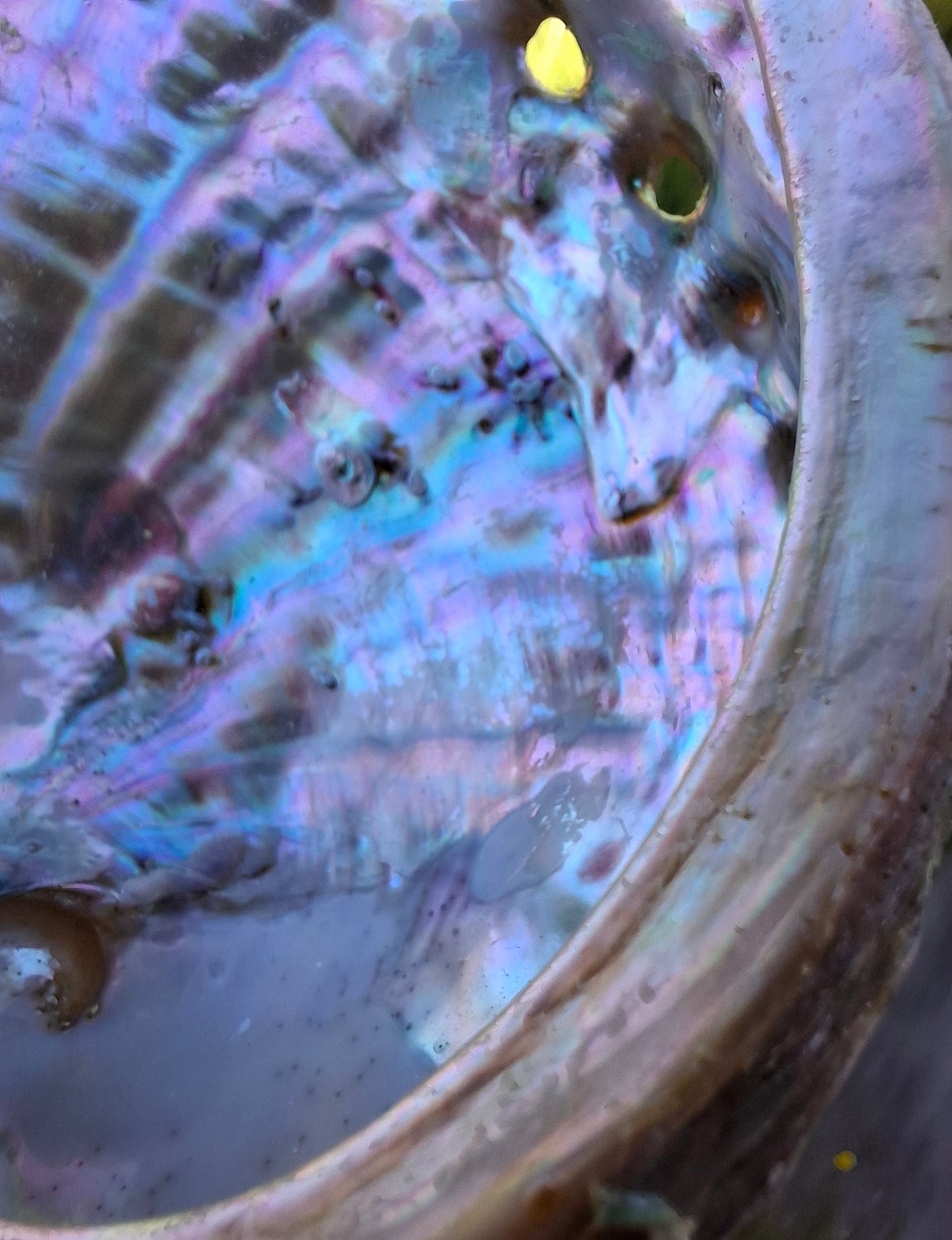 Abalone Shell, (Ref: SH1)
