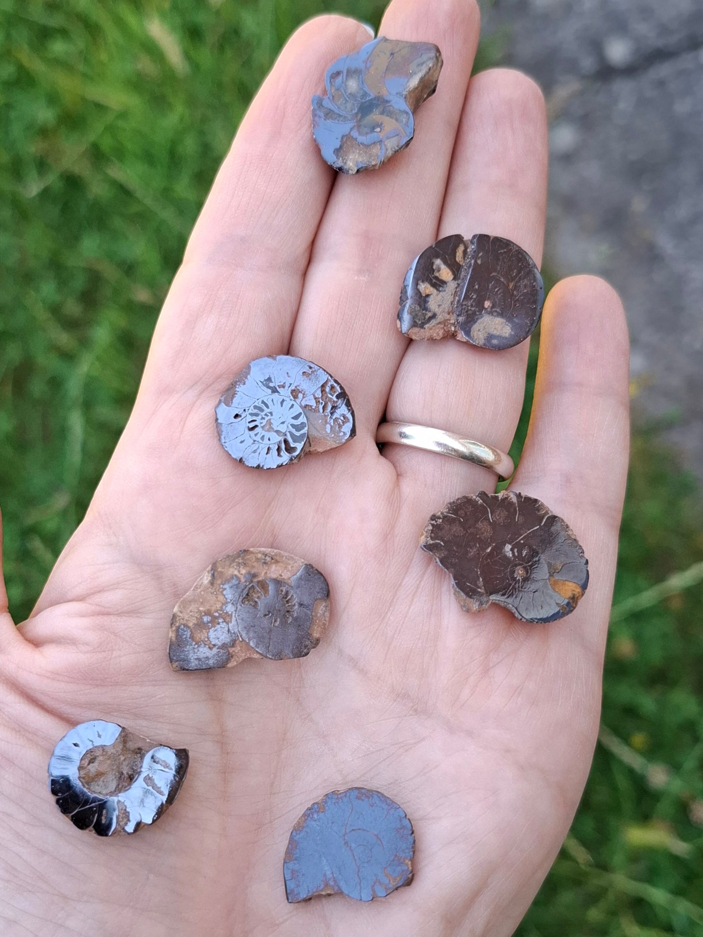 Small Haematite Ammonite Halves BUNDLE, (7 pcs), Fossil (Ref: MA13)