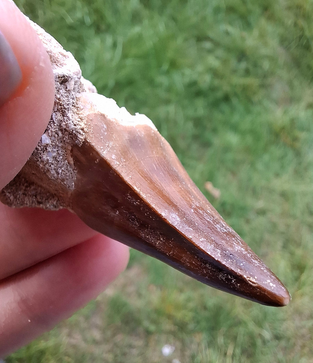 Mosasaurus Tooth with matrix, Fossil, (Ref: MTM1)