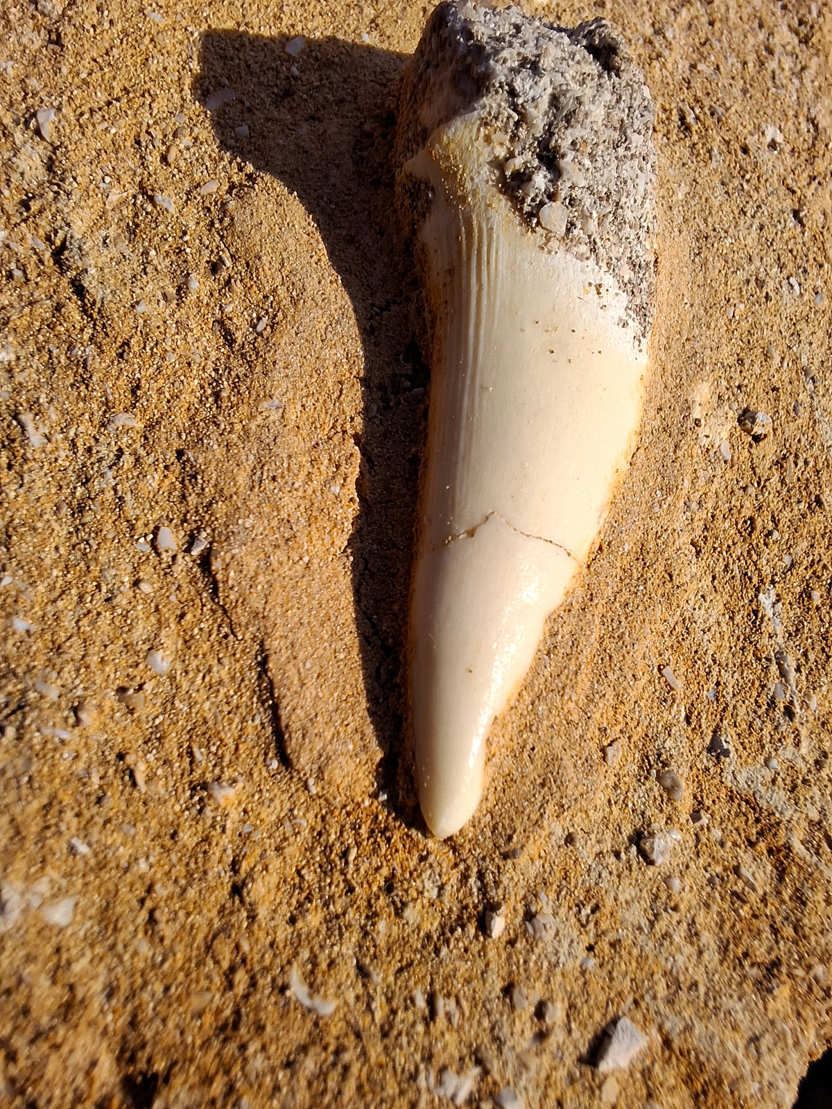 Enchodus Sabre Tooth, Fossil (Ref: ES6)