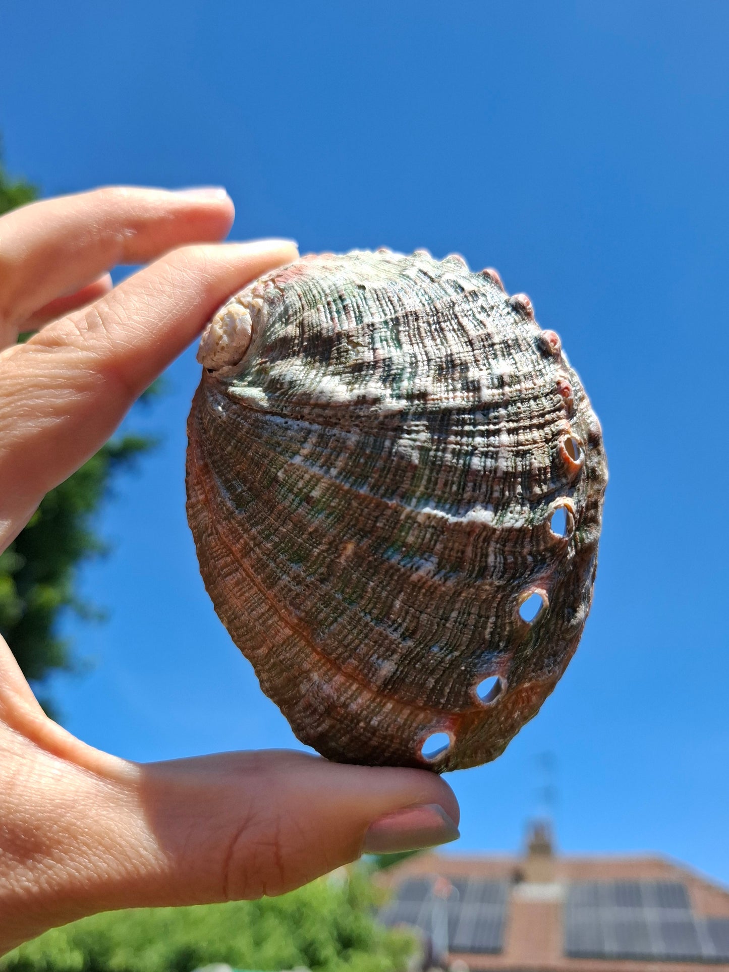 Abalone Shell, (Ref: SH1)