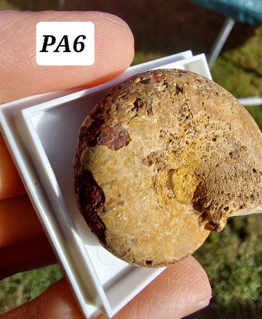 Phylloceras Ammonite, Fossil (Ref: PA6)