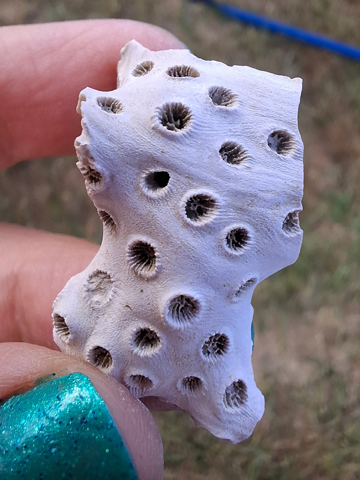 Fossil Coral, (Ref: FC4)