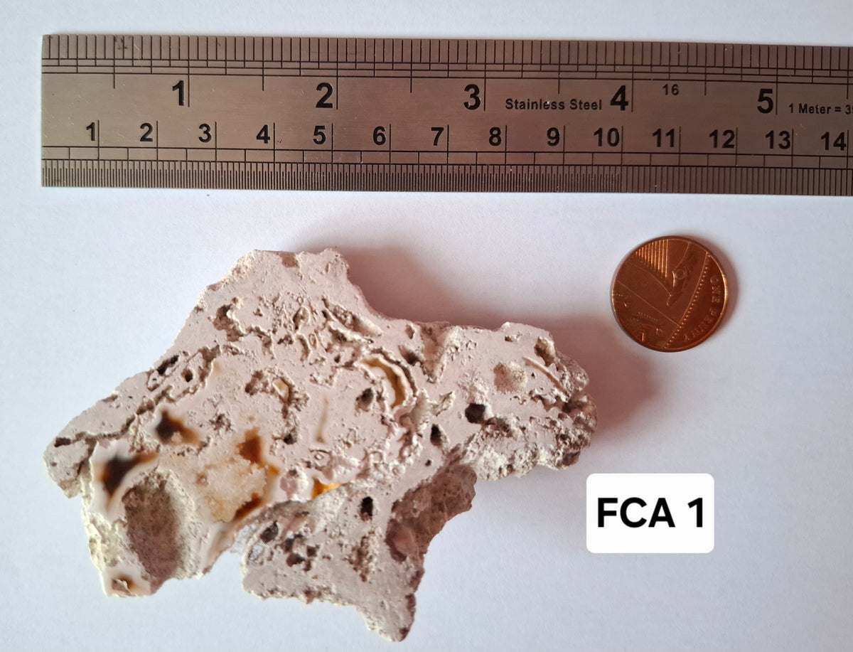 Fossilised Coral replaced by Chalcedony/Agate, Fossil (Ref: FCA1)