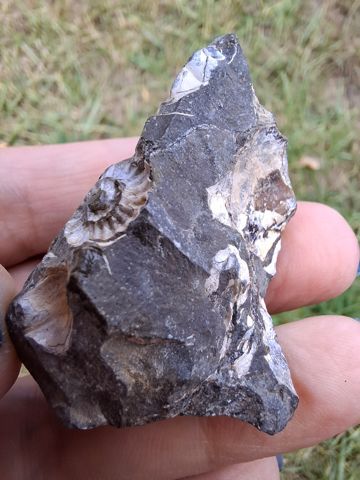 Ammonite Cluster, Fossil (Ref: ACL3)