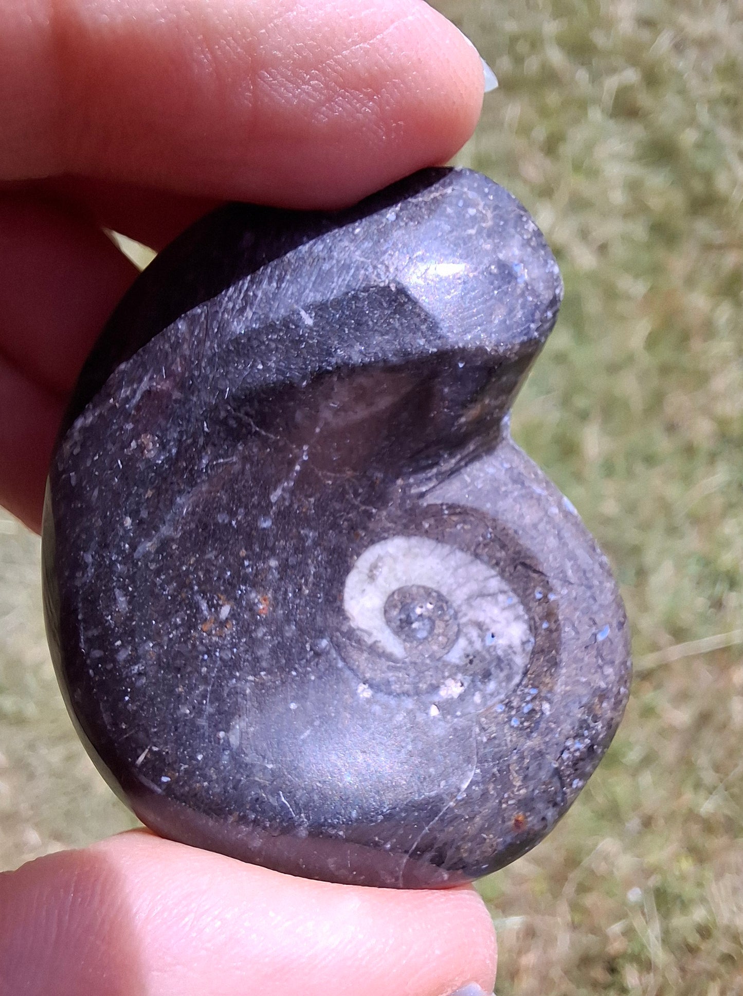Goniatite, Fossil (Ref: GA8)