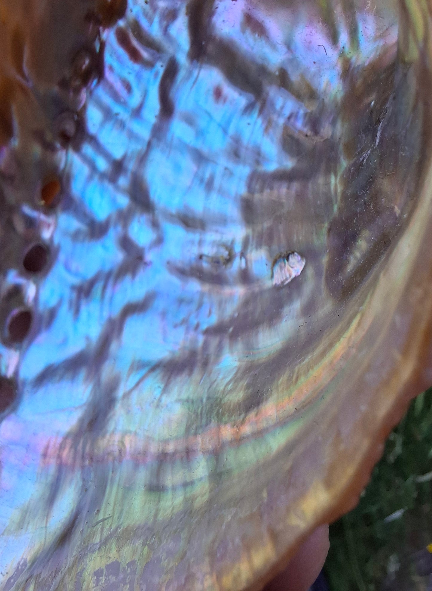 Abalone Shell, (Ref: SH3)