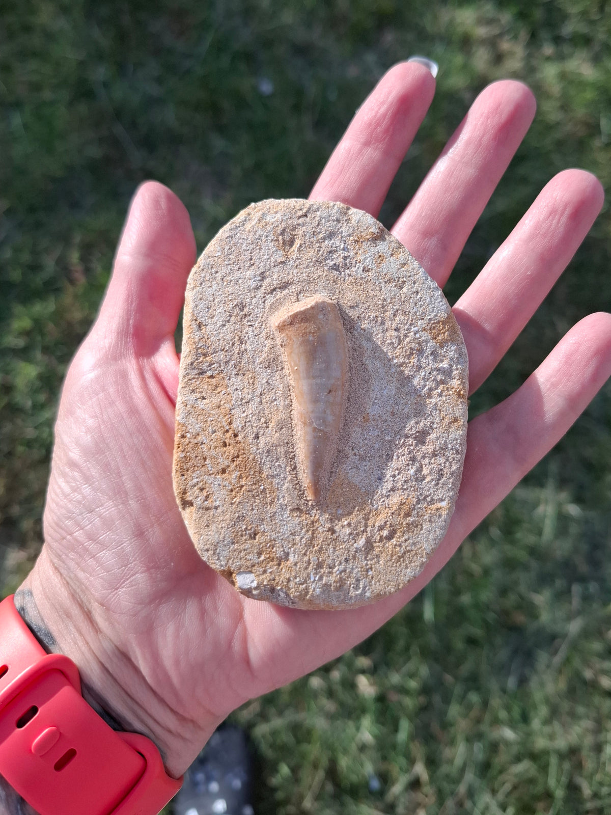 Enchodus Sabre Tooth, Fossil (Ref: ES1)