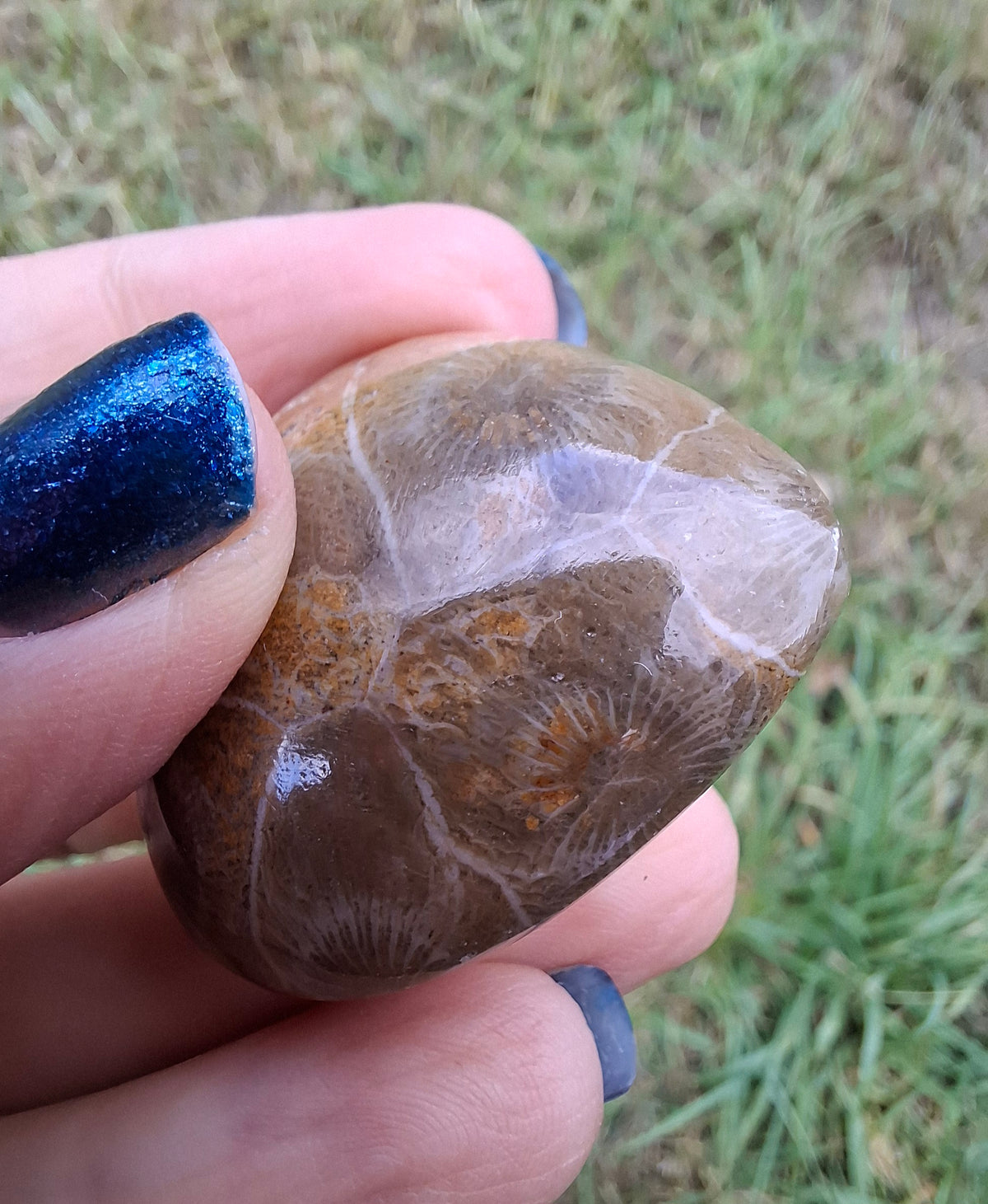 Fossil Coral Heart (Ref: CoH3)