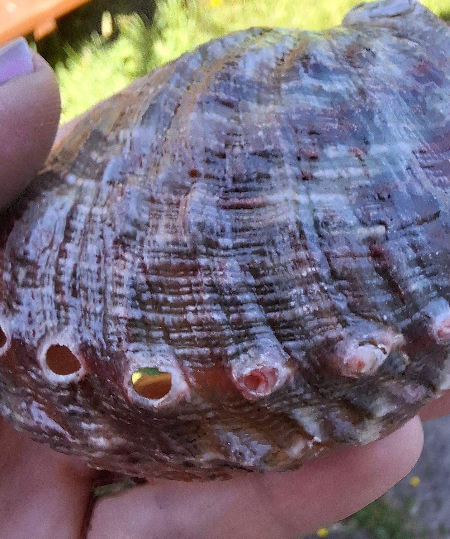 Abalone Shell, (Ref: SH3)