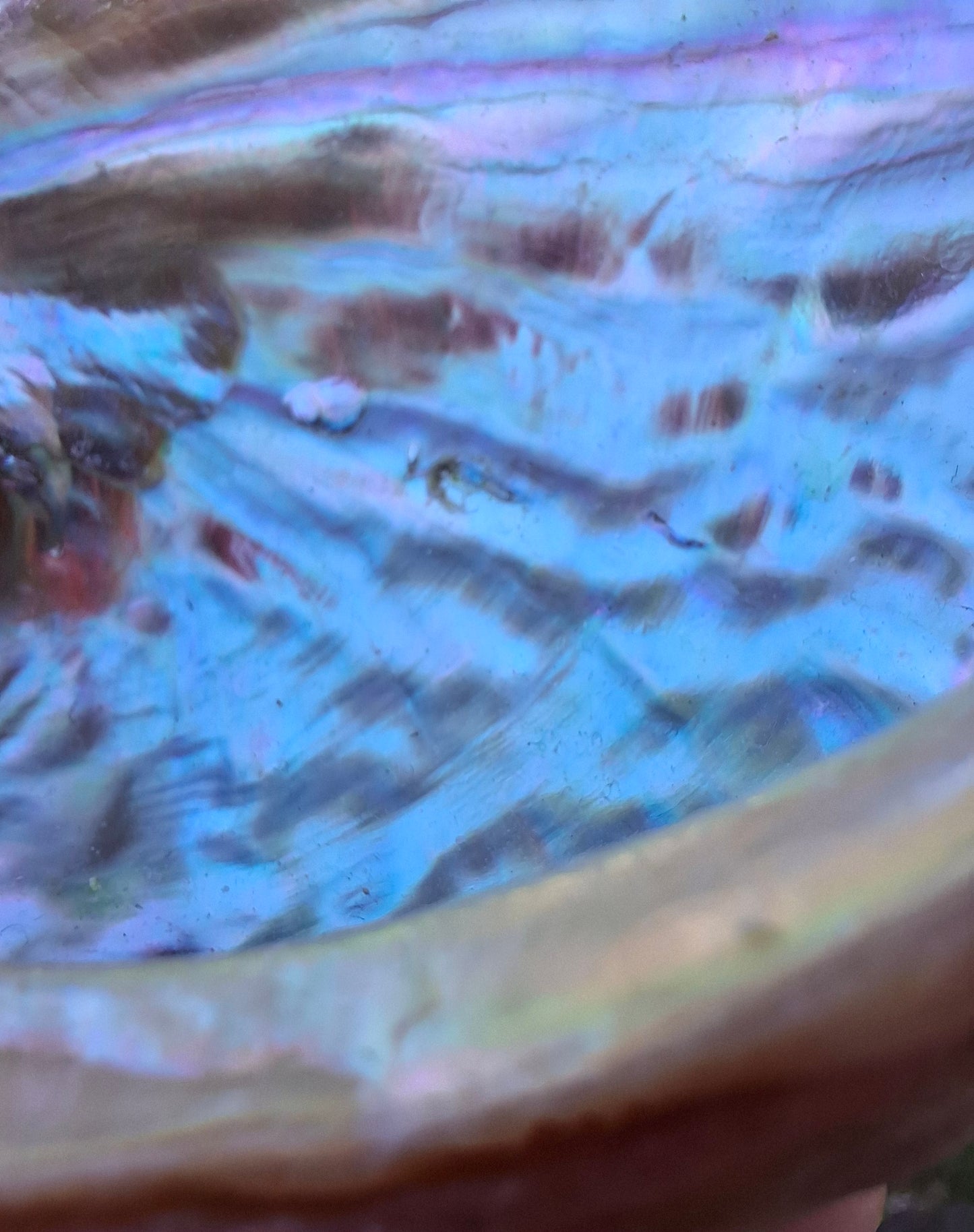 Abalone Shell, (Ref: SH3)