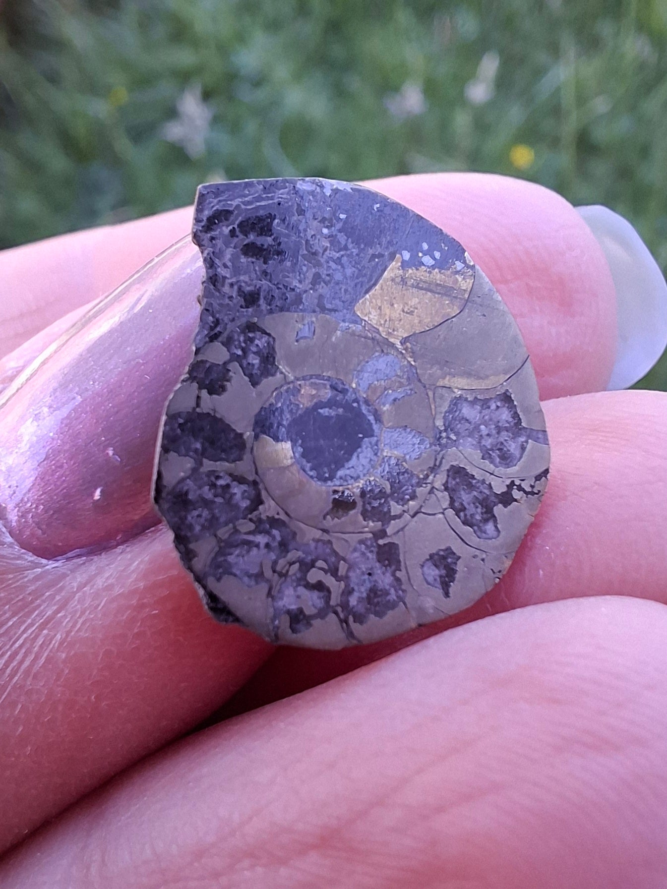 Small Haematite Ammonite HALF, 1.10g, Fossil (Ref: MA9)