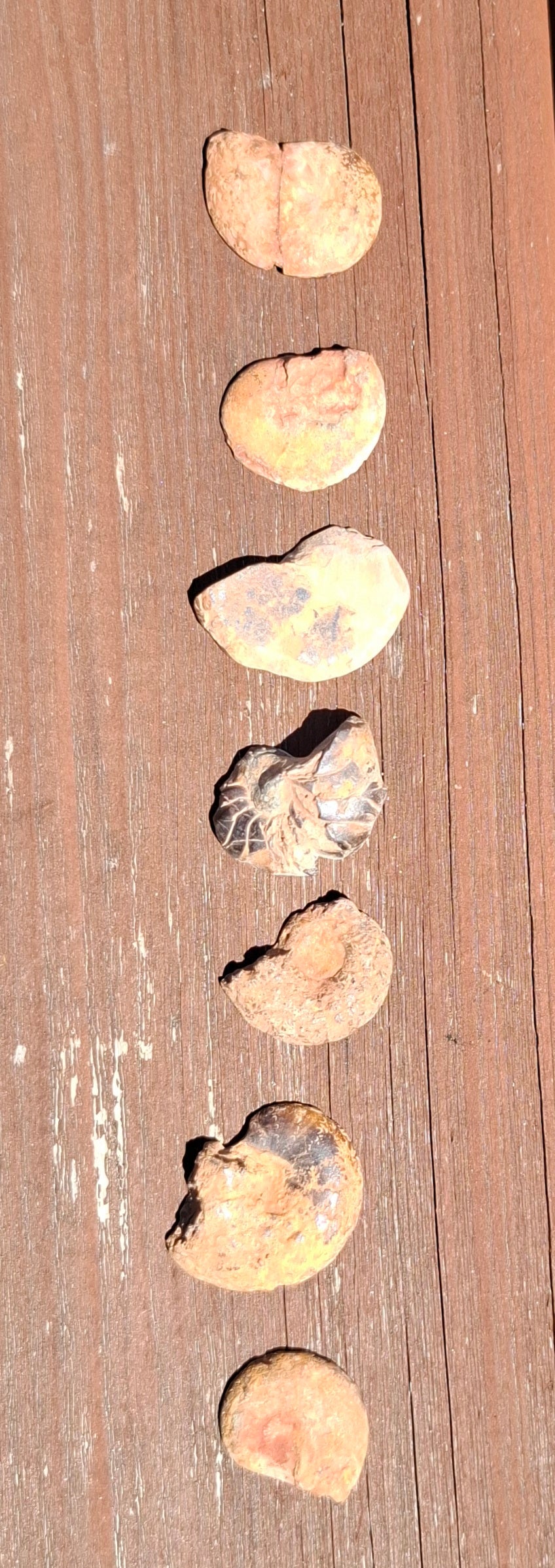 Small Haematite Ammonite Halves BUNDLE, (7 pcs), Fossil (Ref: MA13)