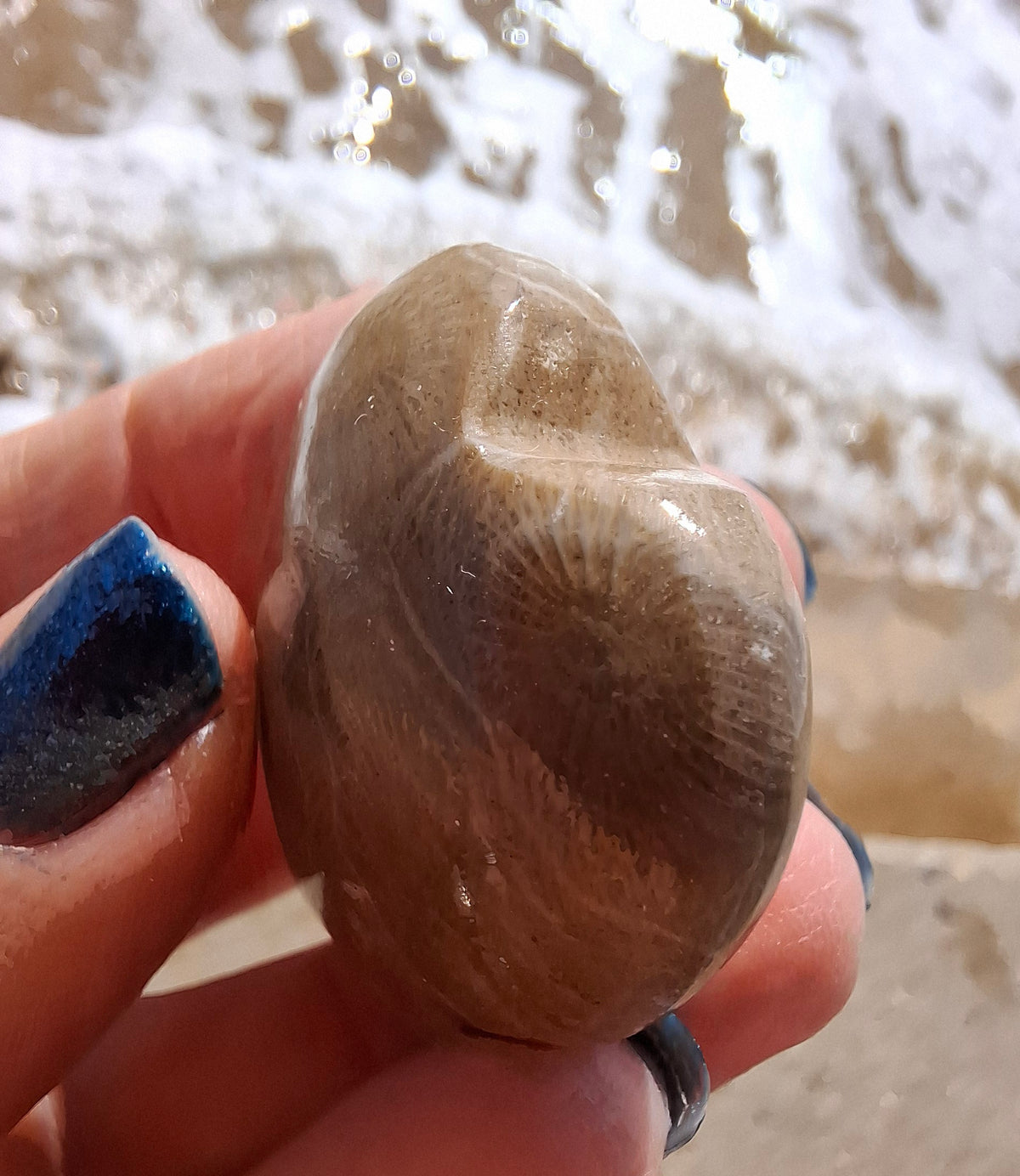 Fossil Coral Heart (Ref: CoH3)