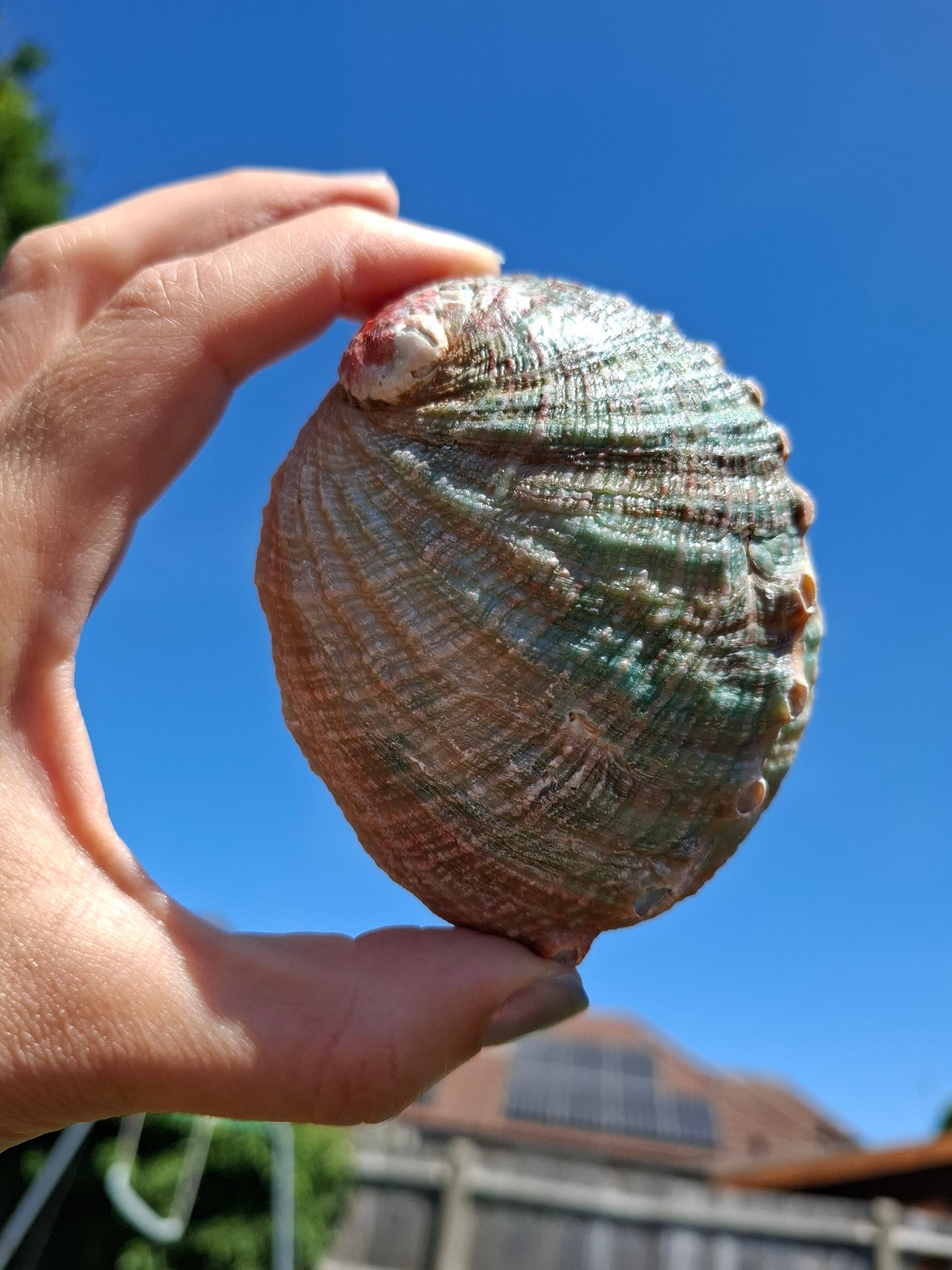 Abalone Shell, (Ref: SH2)